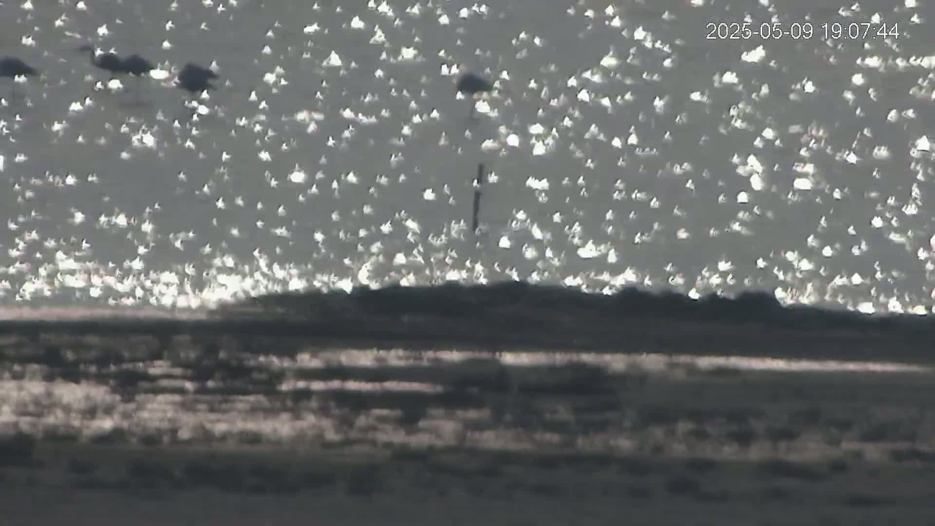 A large flock of white birds rests on a body of water that is glistening in the sunlight.