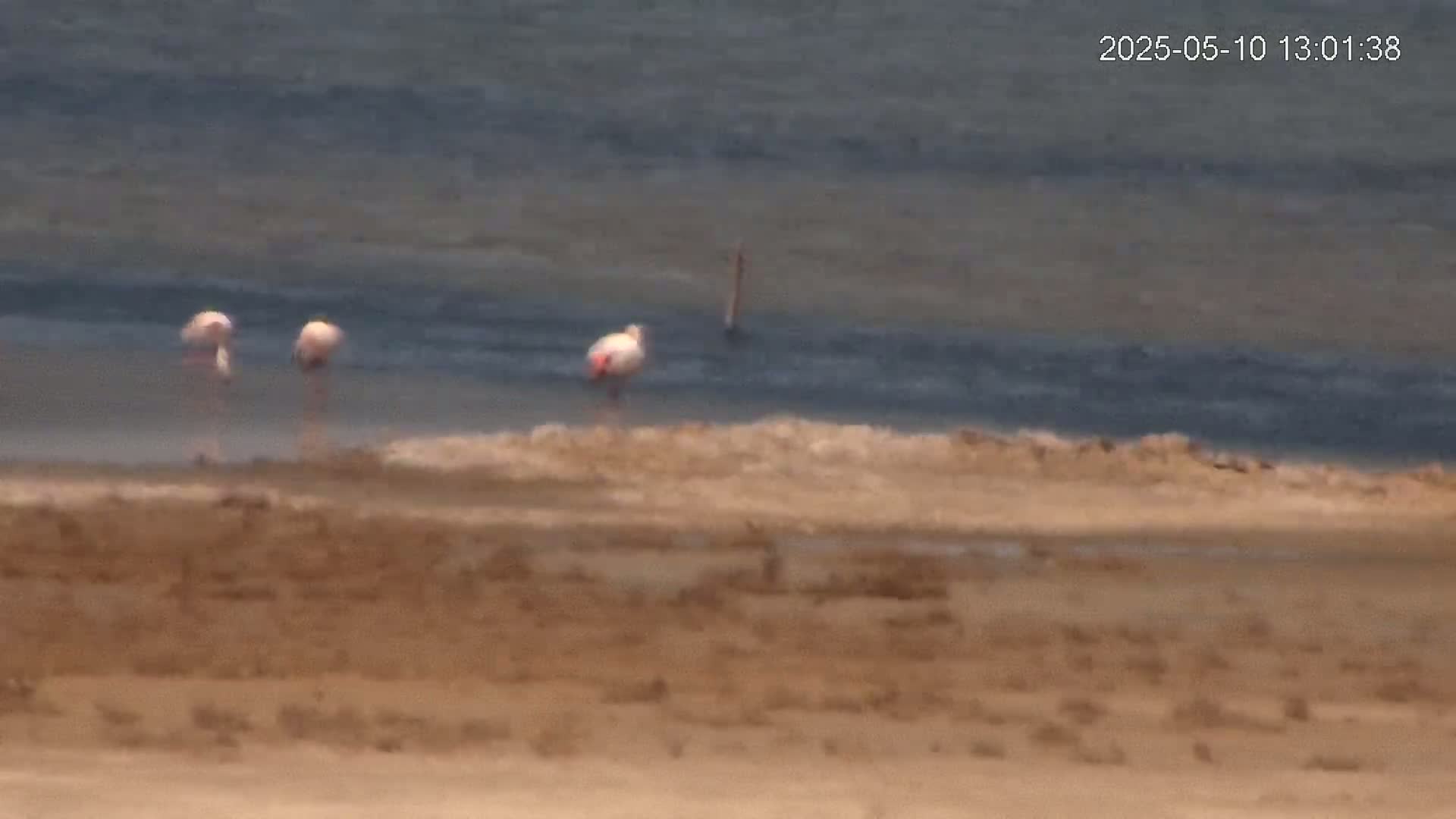 Three flamingos stand on a muddy shore next to calm, dark-blue water.