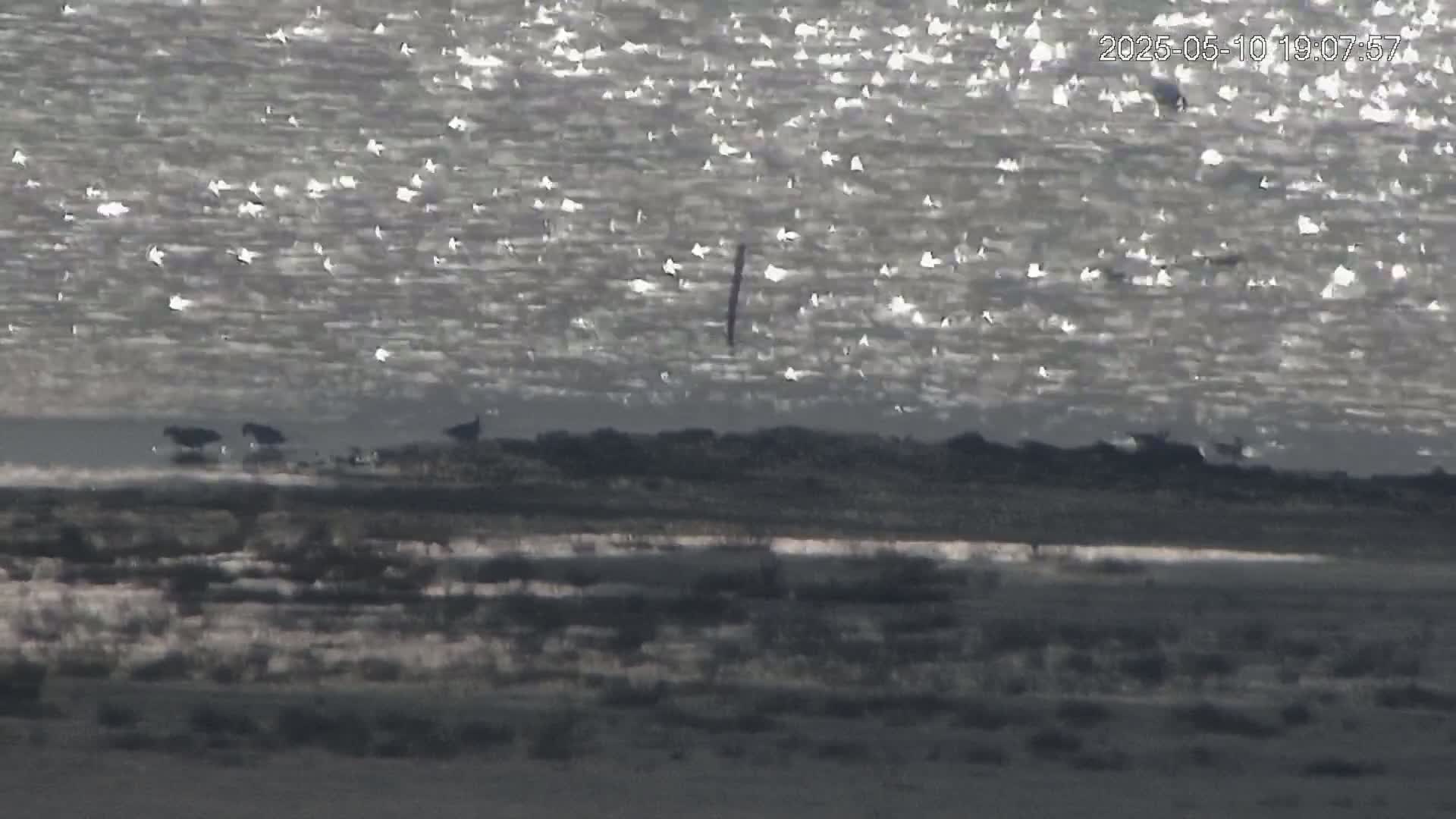 A body of water with many small, bright reflections on its surface shows a few dark birds near the shore, which is bordered by dry, light-colored land.