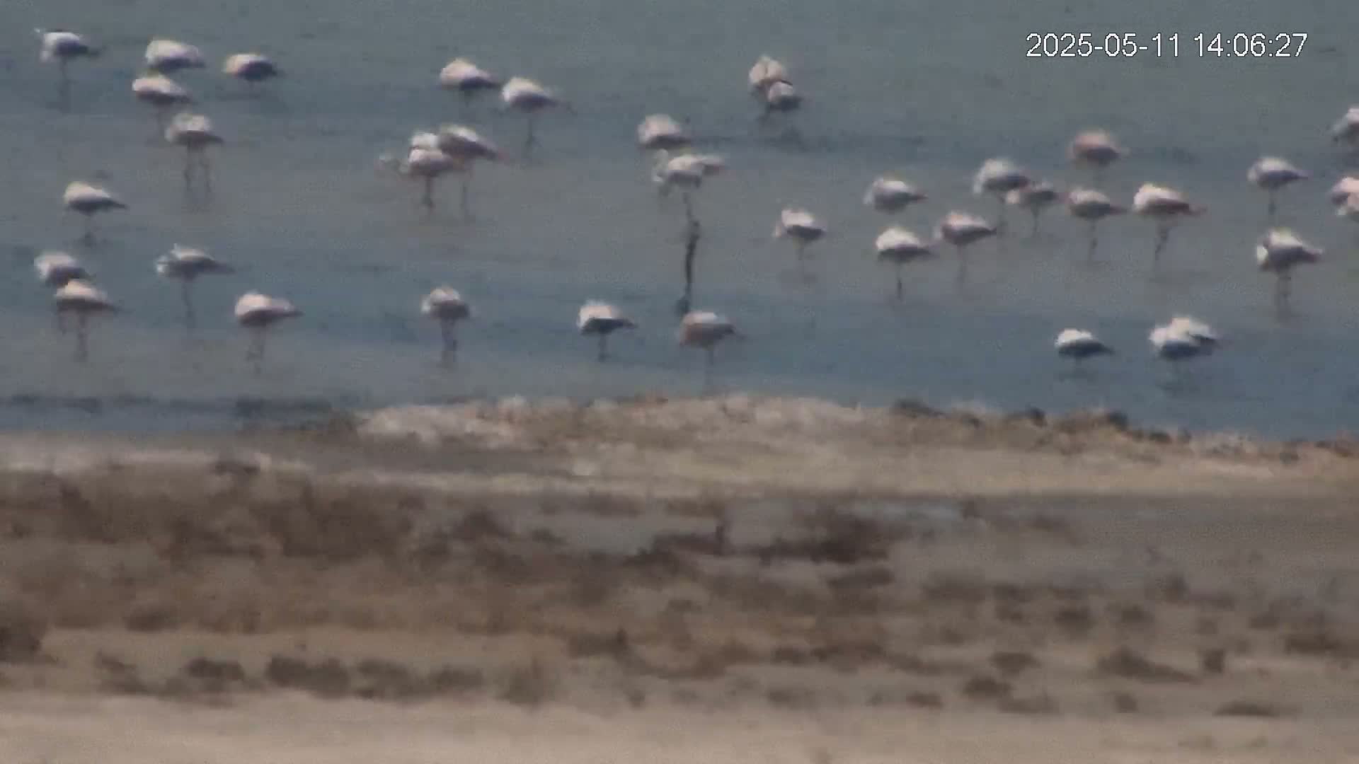 A flock of flamingos stands in shallow, calm water near a sandy shoreline.