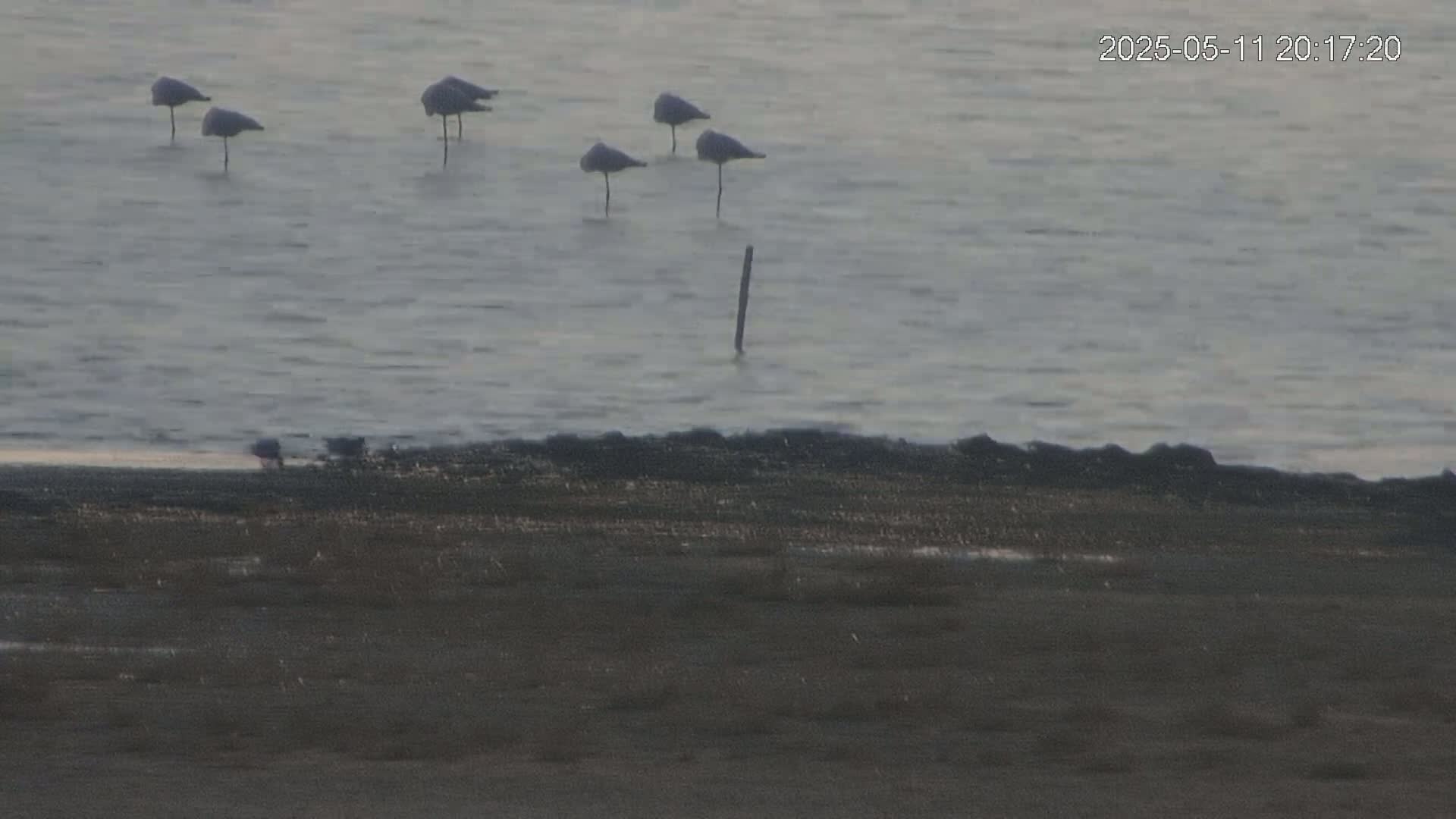 Several dark-colored birds stand in shallow, calm water near a dark shoreline.