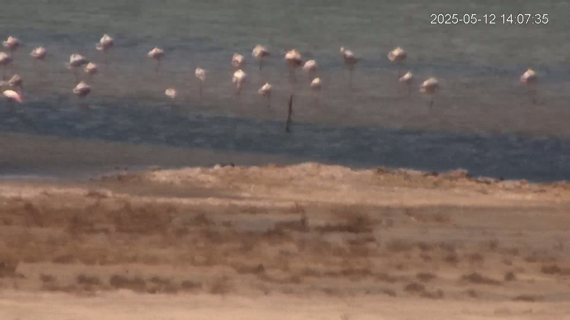 A flock of flamingos stands in shallow, calm water near a sandy shore.