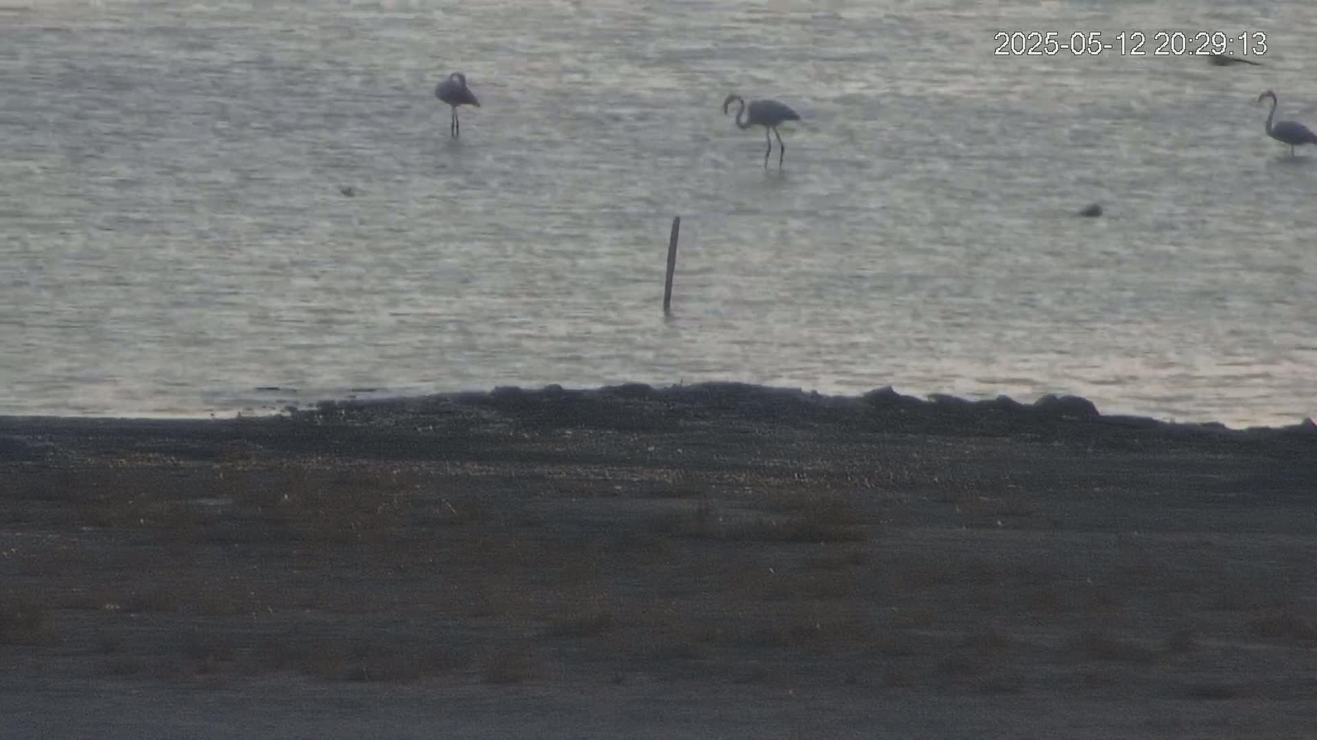 Three flamingos stand in calm, gray water near a dark shoreline.
