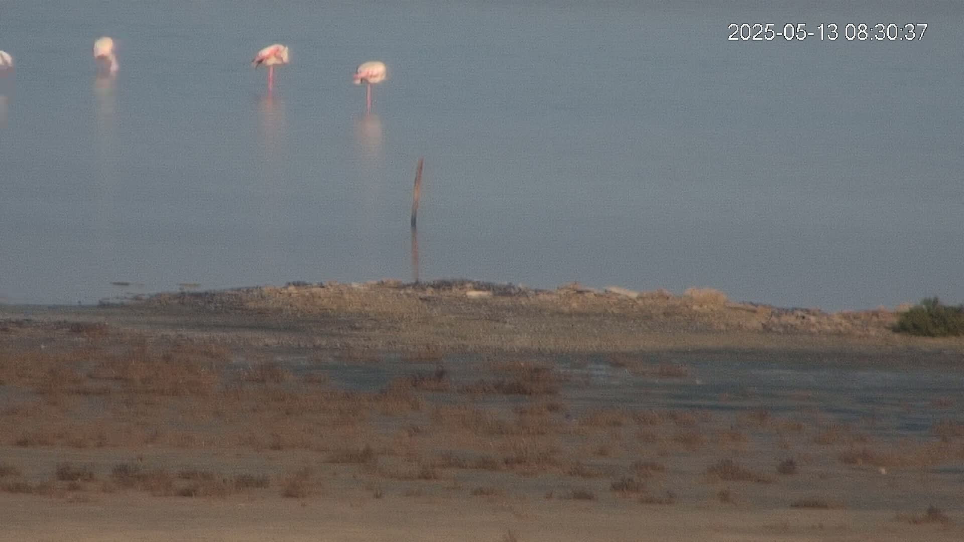 Laguna Salada de La Mata Lagoon Lake & -Parque Natural Lagunas de La Mata y Torrevieja Natural Park Live Cam - Torrevieja, Alicante, Valencia, Spain 