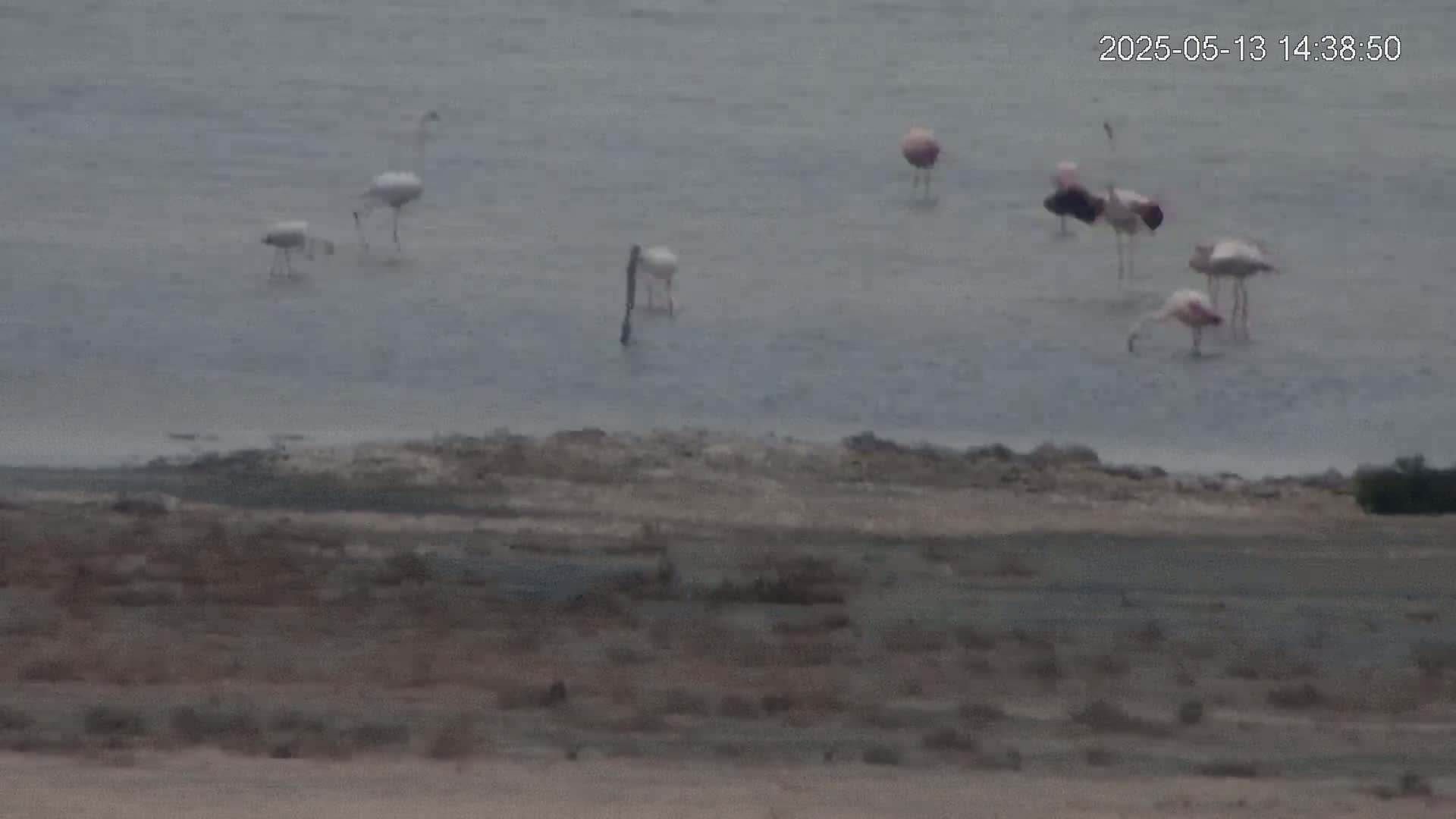 A flock of flamingos stands in shallow, calm water near a barren shoreline.