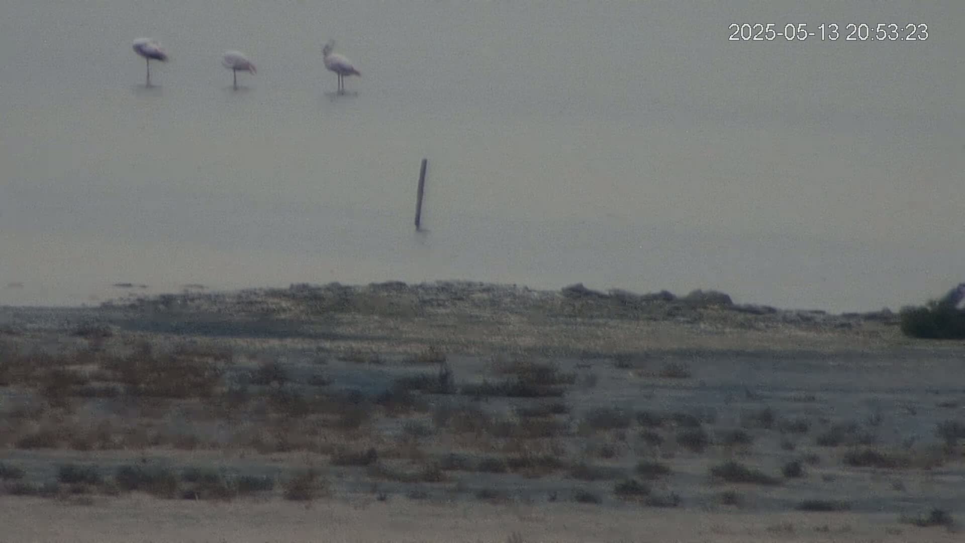 Three birds stand in shallow, murky water near a desolate, scrub-covered shoreline under an overcast sky.