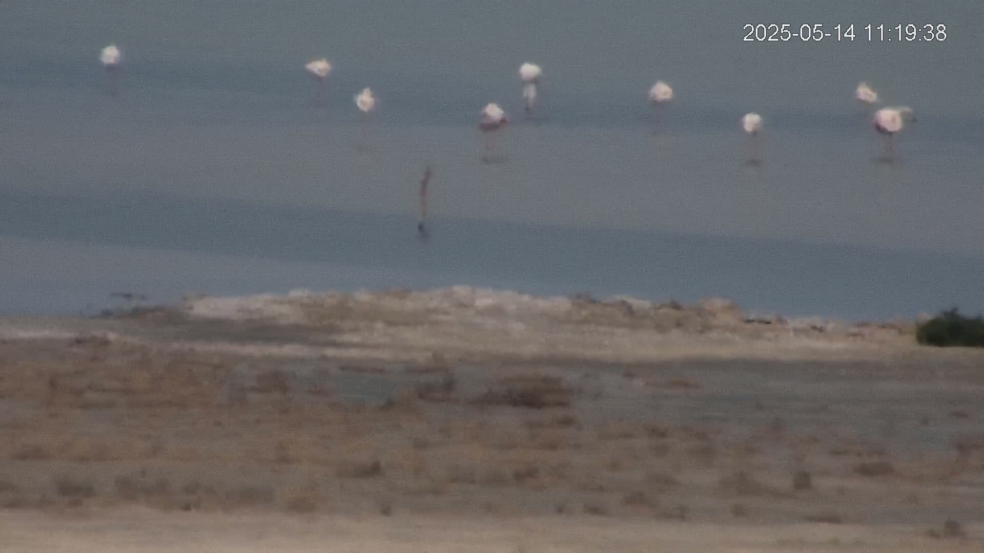 A flock of flamingos stands in shallow, calm water near a dry, barren shoreline.