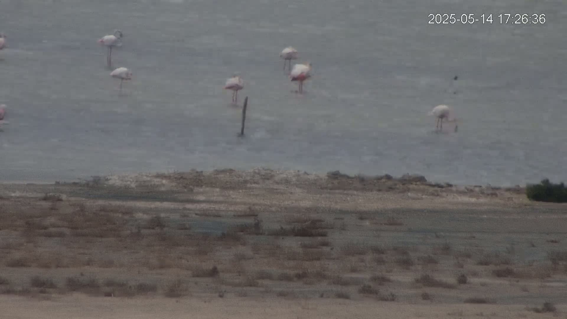 A flock of pink flamingos stands in shallow, gray water next to a dry, scrubby shoreline.