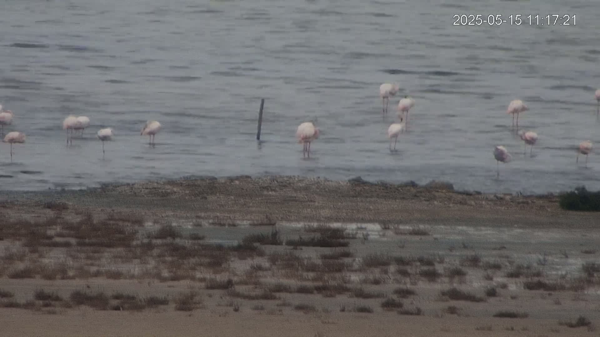 A flock of pink flamingos stands in shallow, calm water near a shoreline with sparse, dry vegetation.
