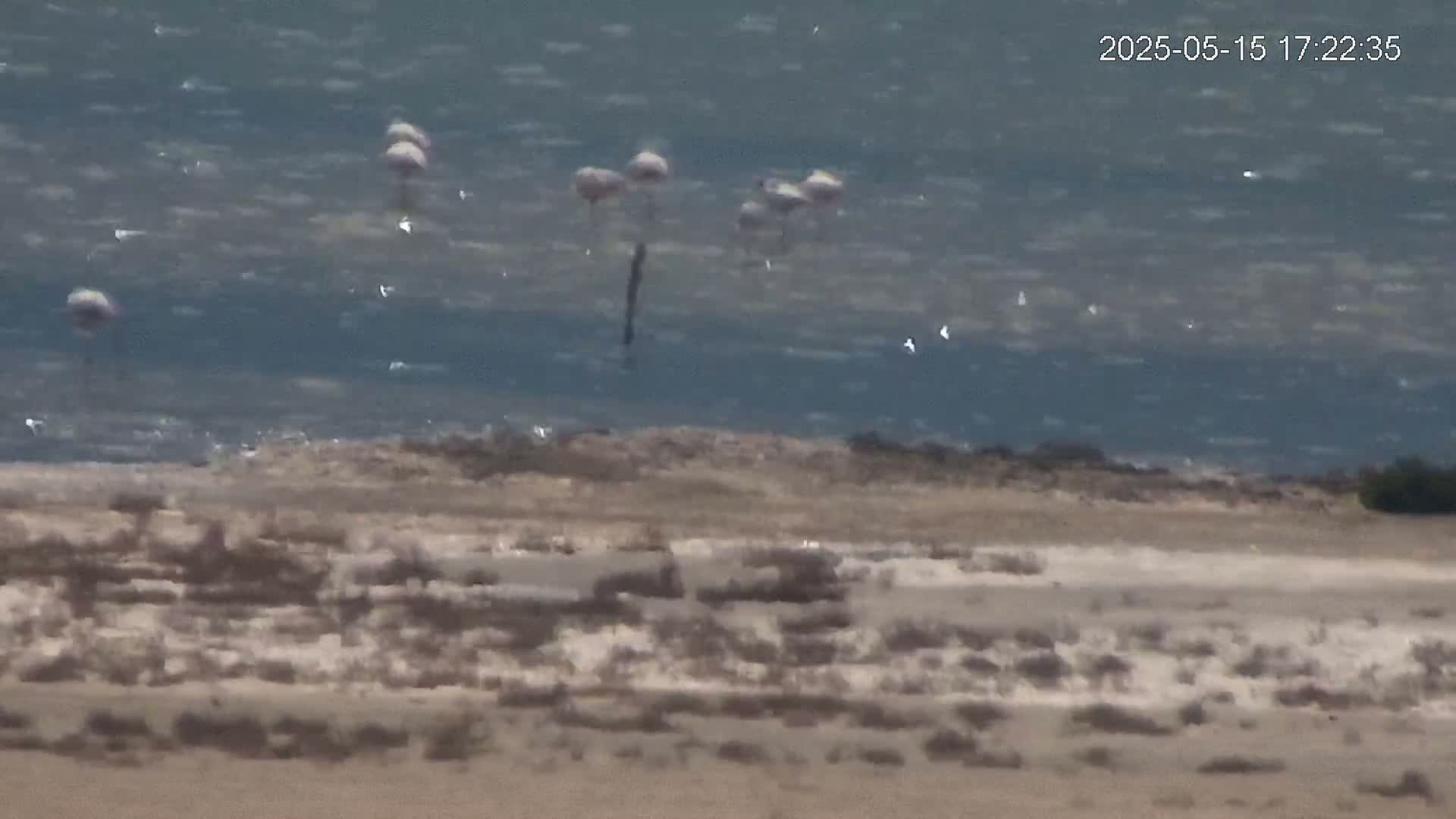 A flock of flamingos stands in a choppy body of water near a sandy shore with sparse, dry vegetation.