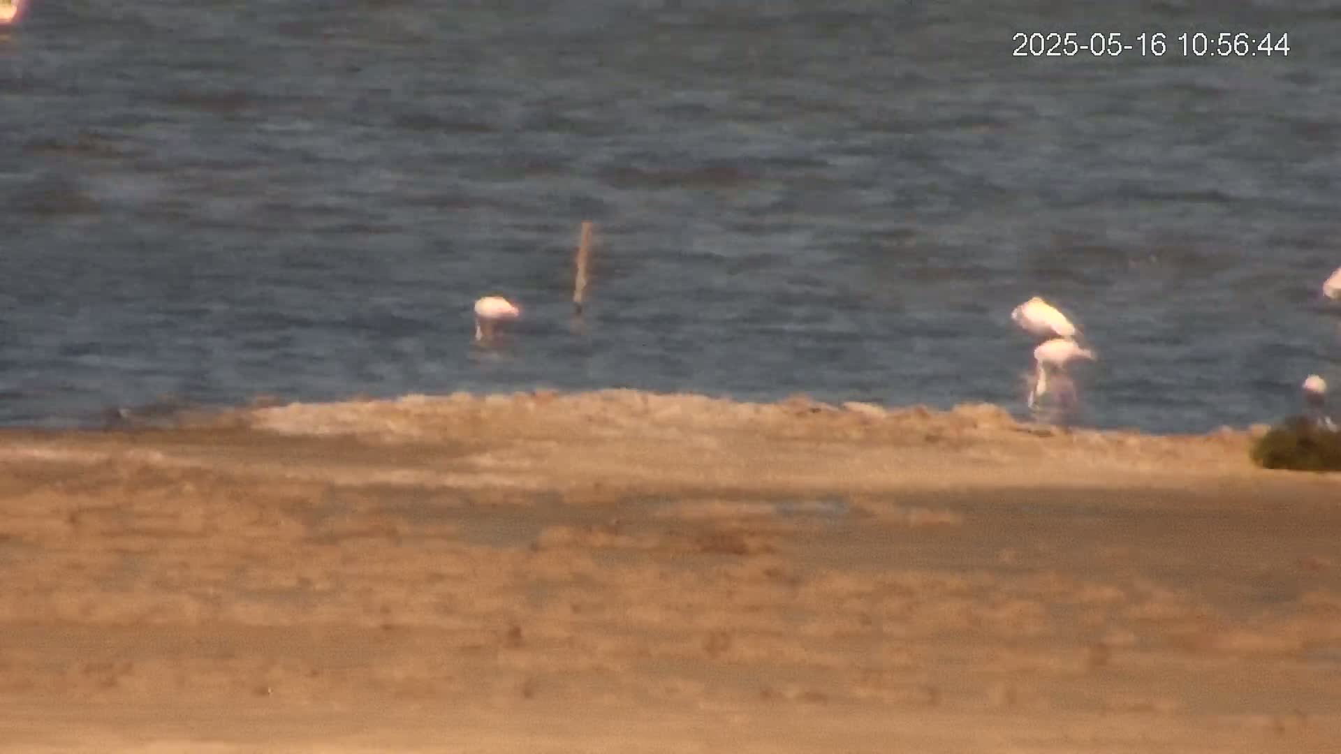Several flamingos stand in shallow, calm water near a sandy shoreline.