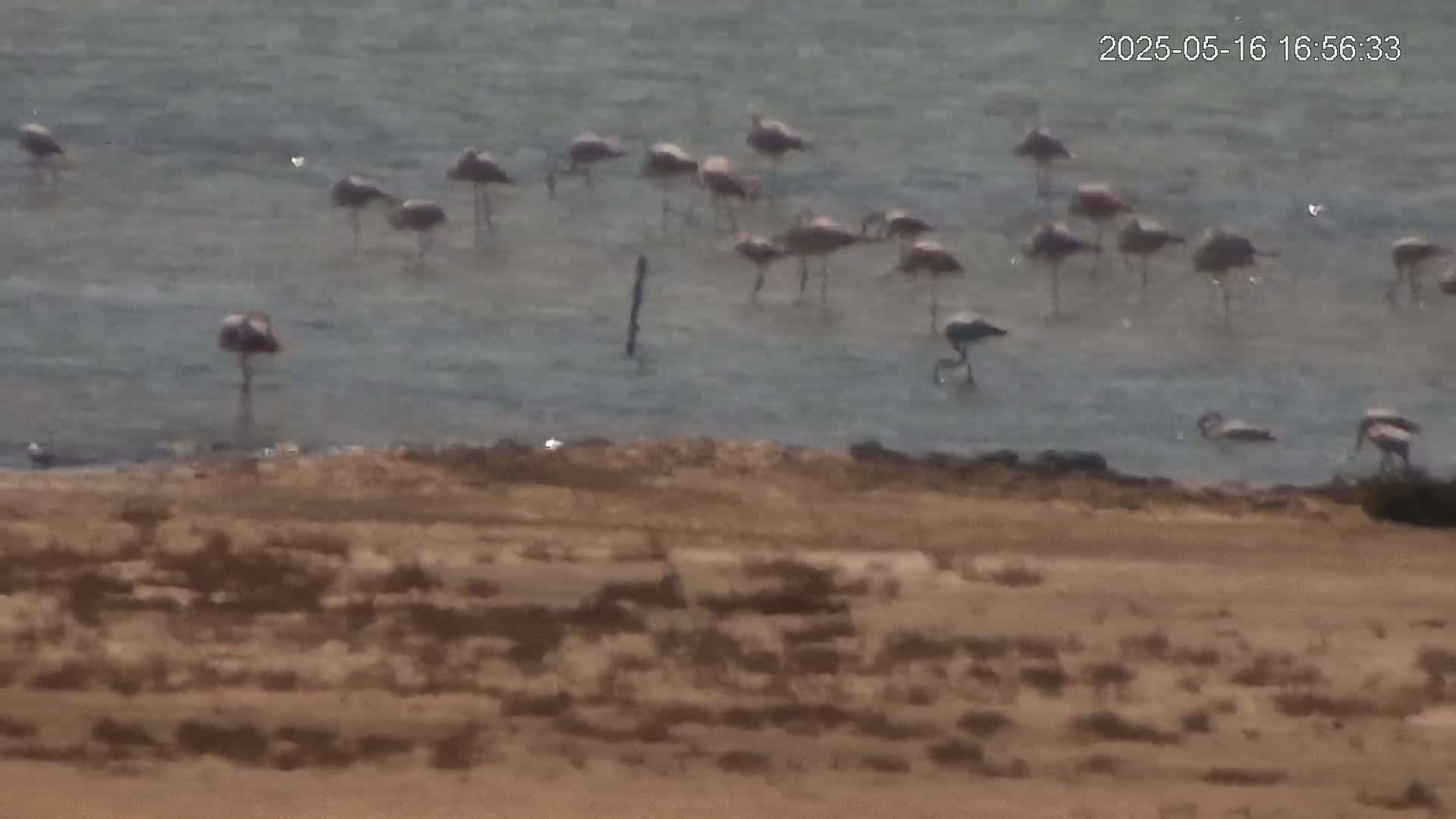 A flock of flamingos stands in shallow, calm water near a sandy shore.
