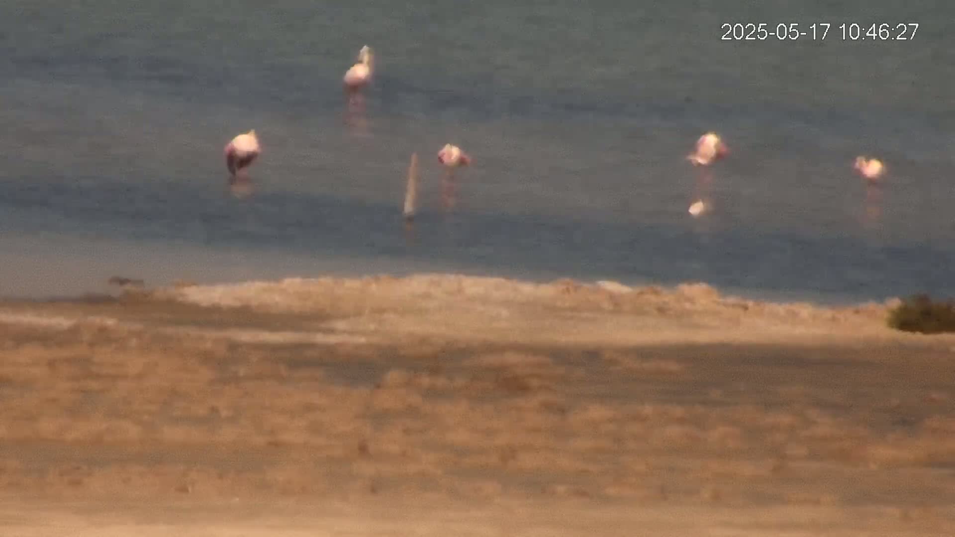 Several pink flamingos stand in calm, shallow water near a tan, sandy shore.