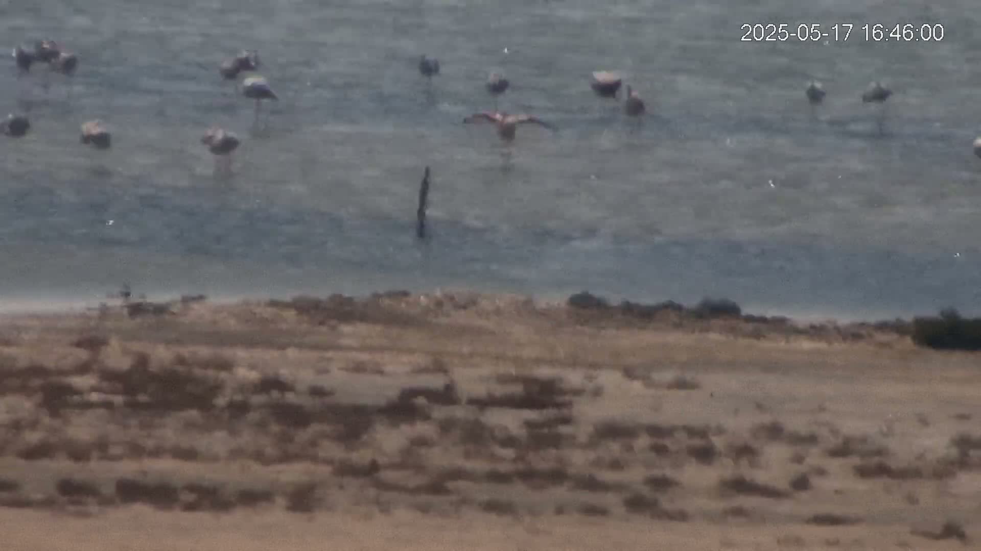 A flock of flamingos stands in shallow water near a sandy shore under a mostly cloudy sky.