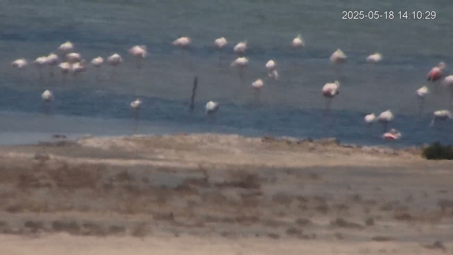 A flock of pink flamingos stands in shallow, calm water near a sandy shore.