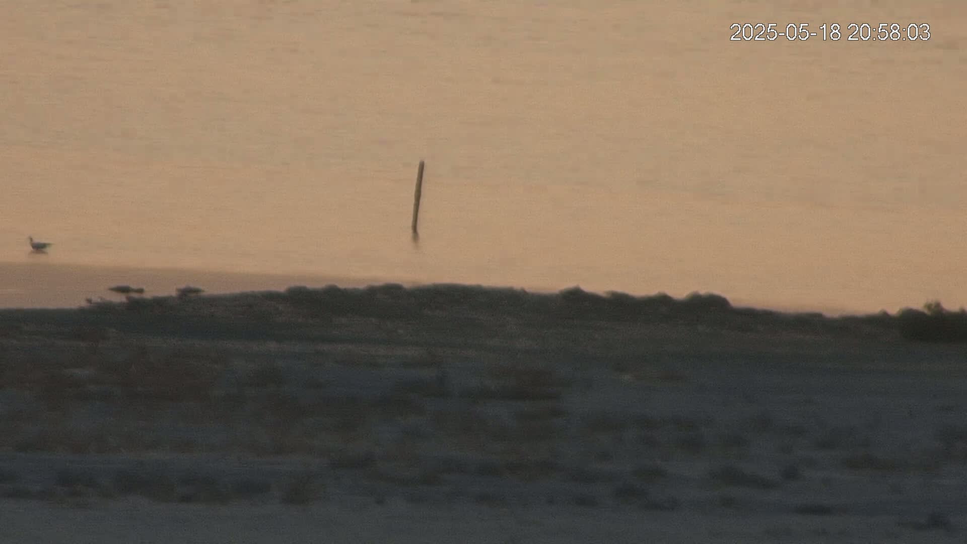 A single post stands in calm, pale-orange water near a dark shoreline where a few birds are visible.