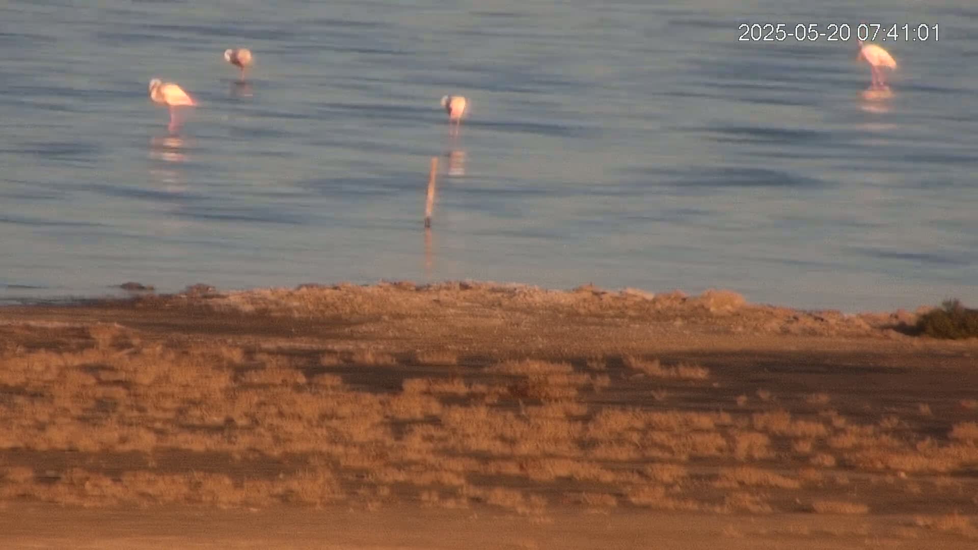 Laguna Salada de La Mata Lagoon Lake & -Parque Natural Lagunas de La Mata y Torrevieja Natural Park Live Cam - Torrevieja, Alicante, Valencia, Spain 