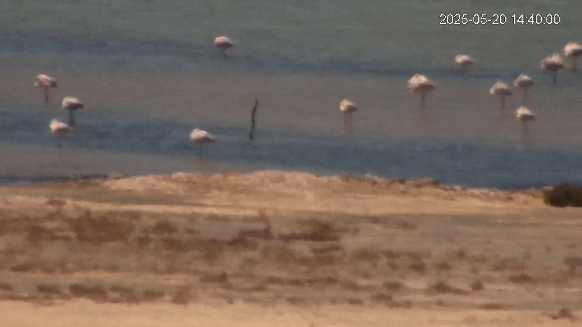 A flock of flamingos stands in shallow, calm water next to a sandy shore.