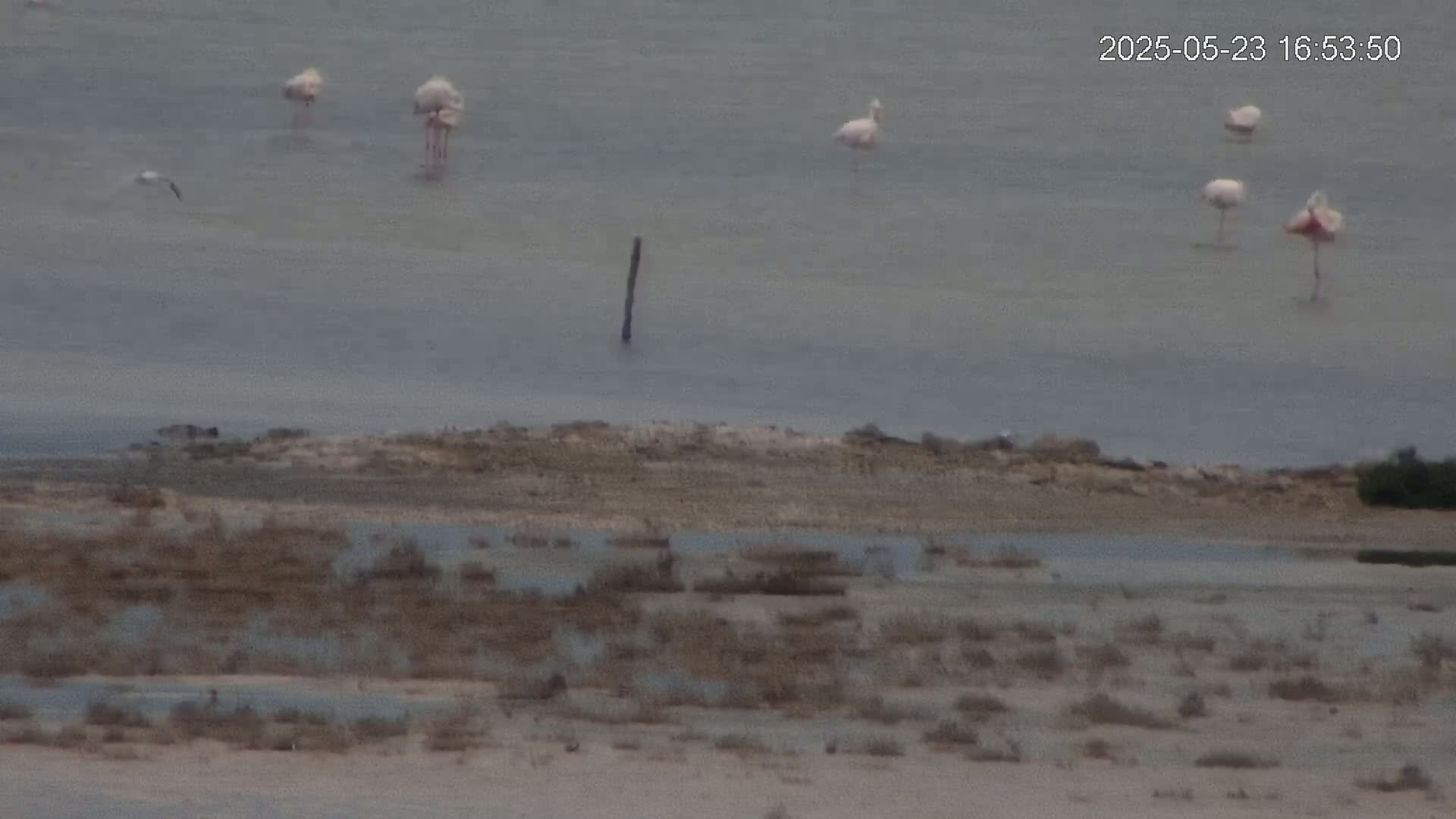 Several flamingos stand in shallow, calm water near a barren shoreline.