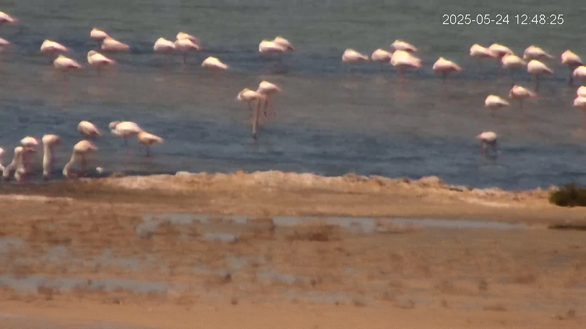 A flock of pink flamingos stands in shallow water along a sandy shore on a sunny day.