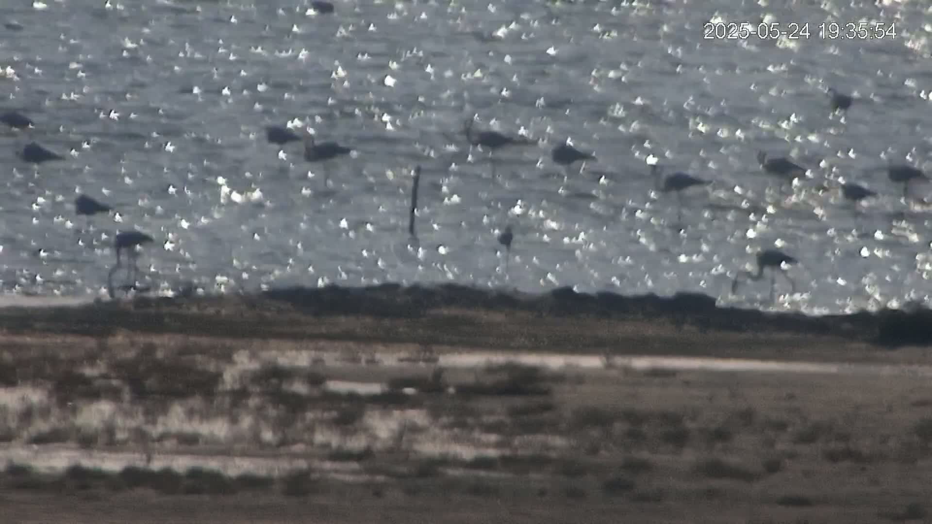 A flock of birds stands in a slightly choppy body of water near a barren shoreline.