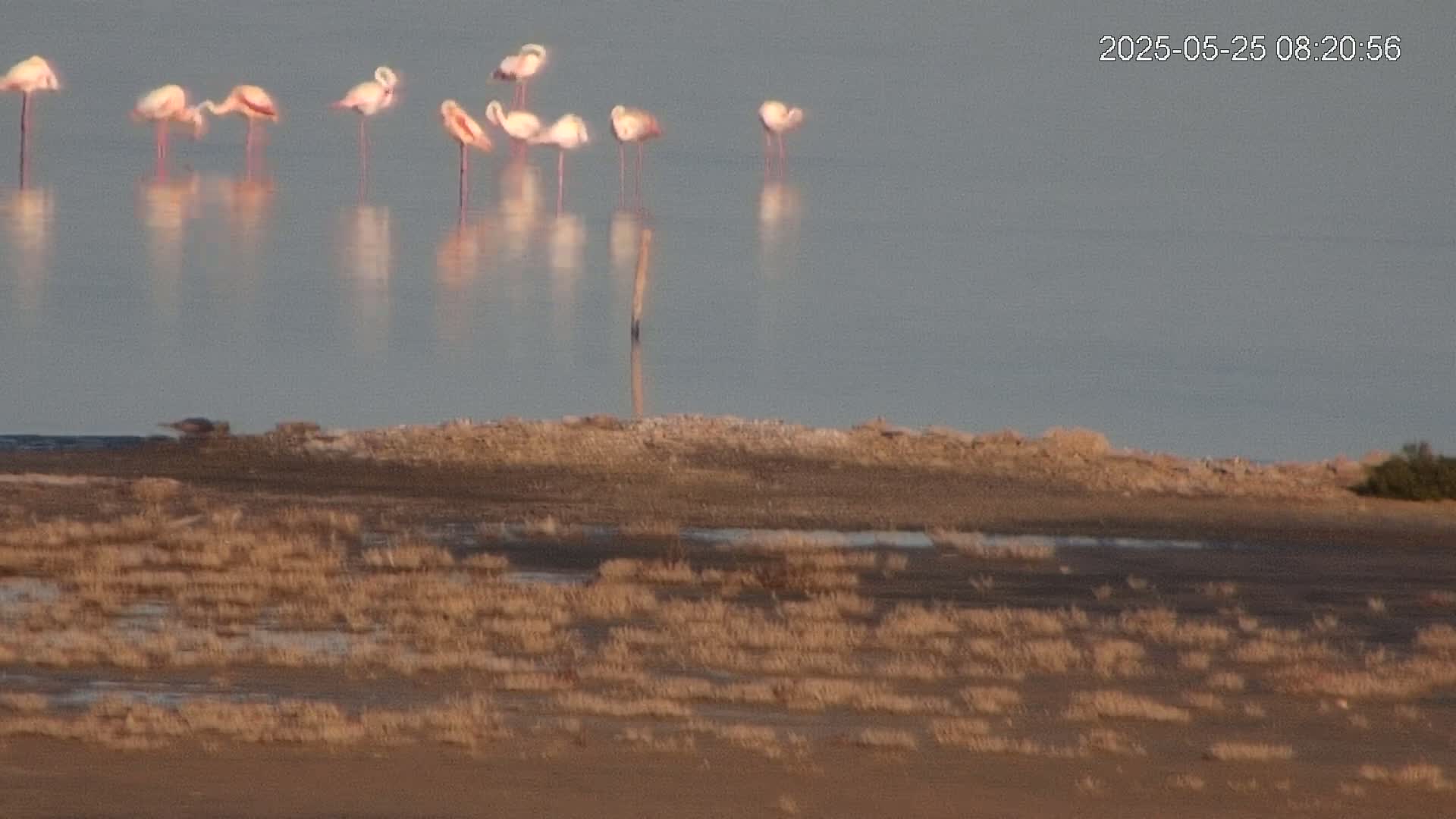 Laguna Salada de La Mata Lagoon Lake & -Parque Natural Lagunas de La Mata y Torrevieja Natural Park Live Cam - Torrevieja, Alicante, Valencia, Spain 