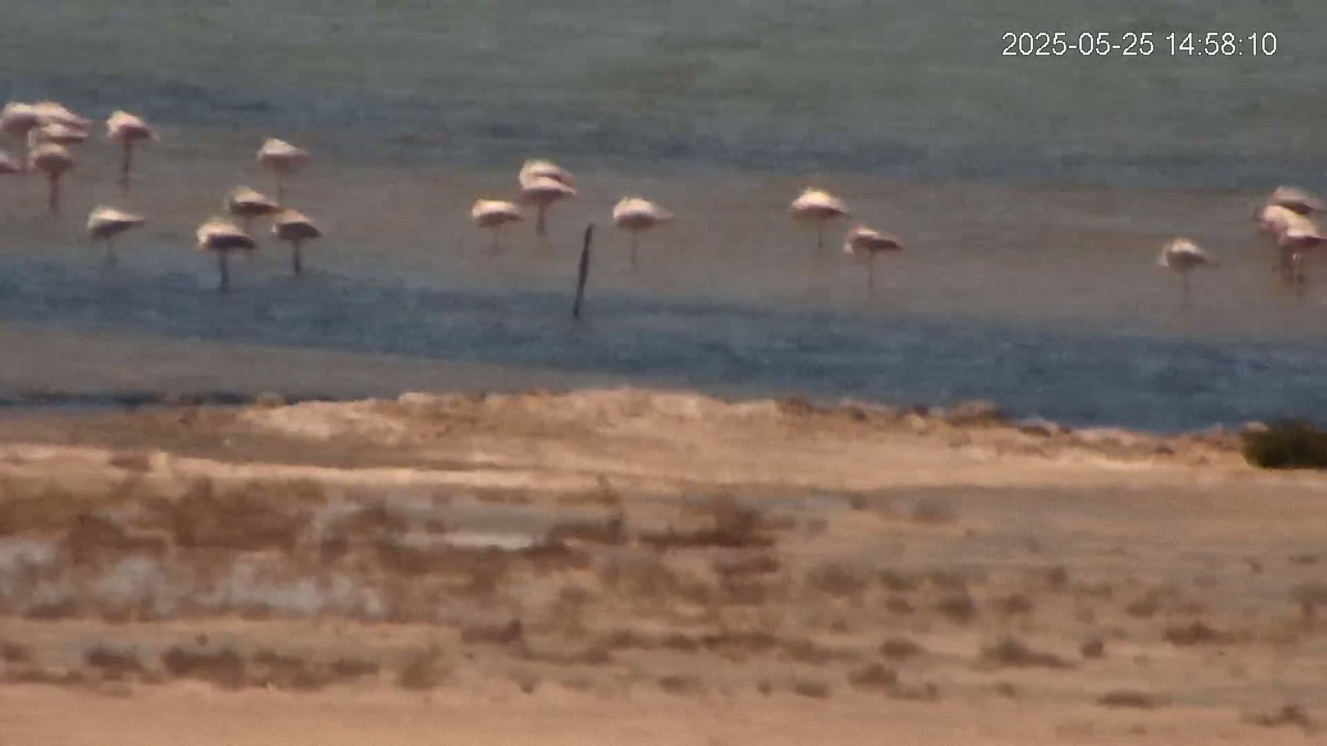 A flock of pink flamingos stands in shallow, calm water near a sandy shoreline.