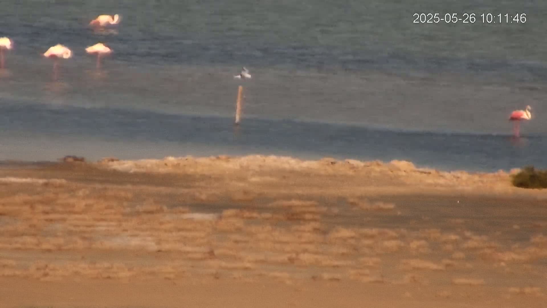 Several flamingos stand in calm water near a tan, sandy shoreline.