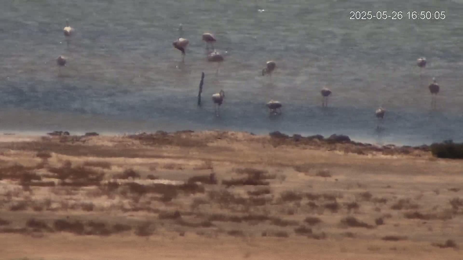 A flock of flamingos stands in shallow, calm water near a tan, sparsely vegetated shore.