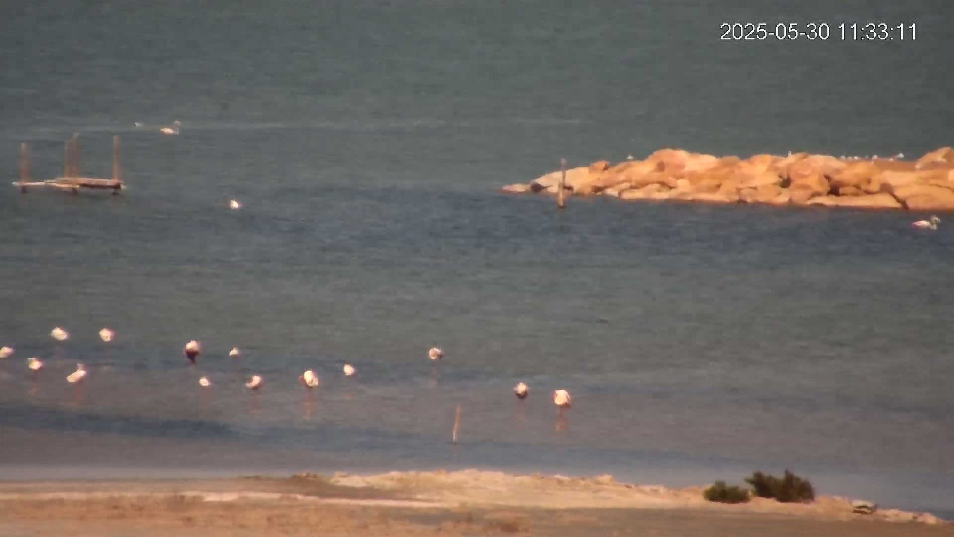 A flock of flamingos stands in shallow, calm water near a rocky outcrop, with a wooden structure visible in the distance.