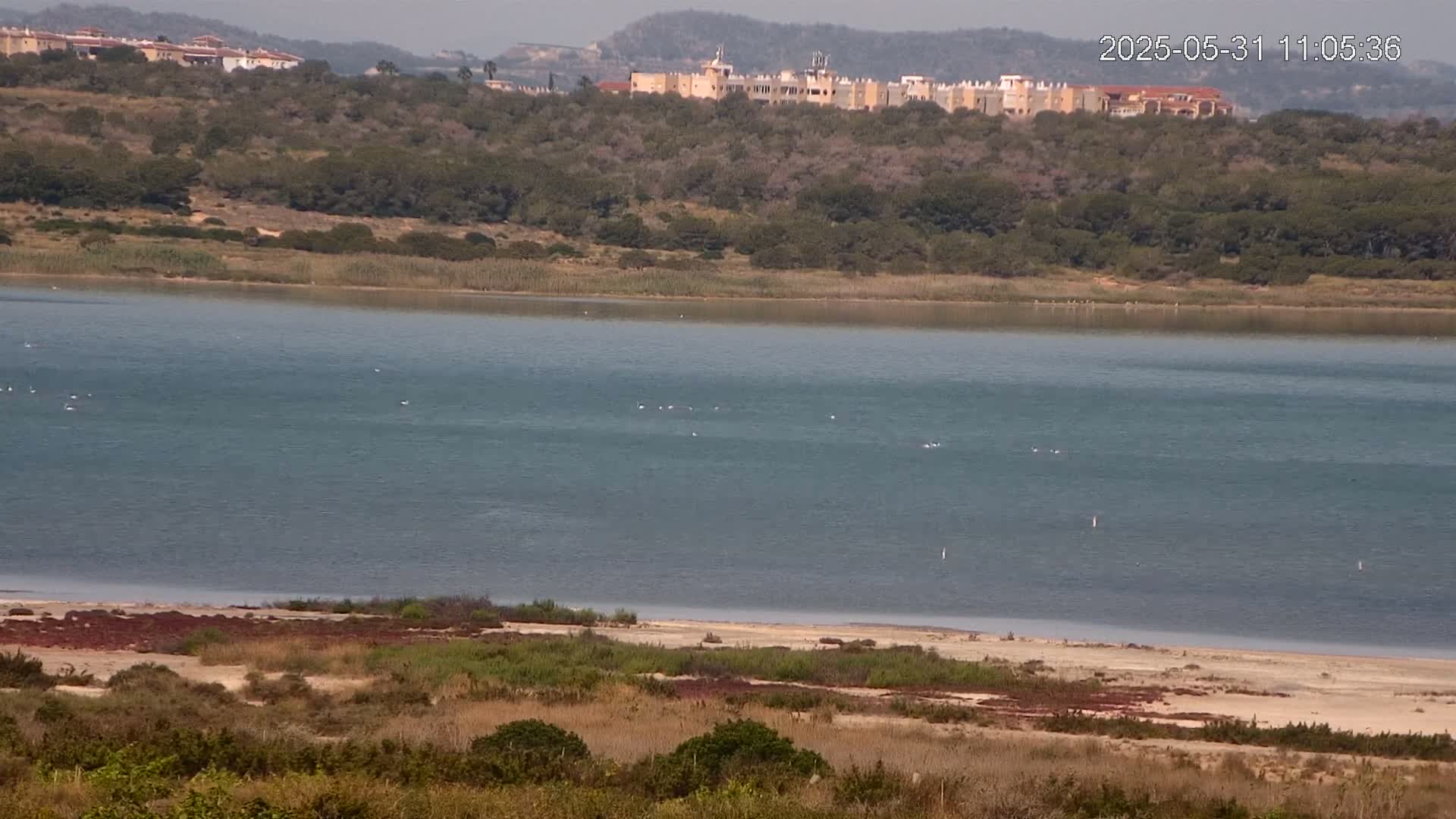 A calm body of water stretches to a sandy shore lined with low vegetation, beyond which lies a hill dotted with buildings and trees under a clear sky.