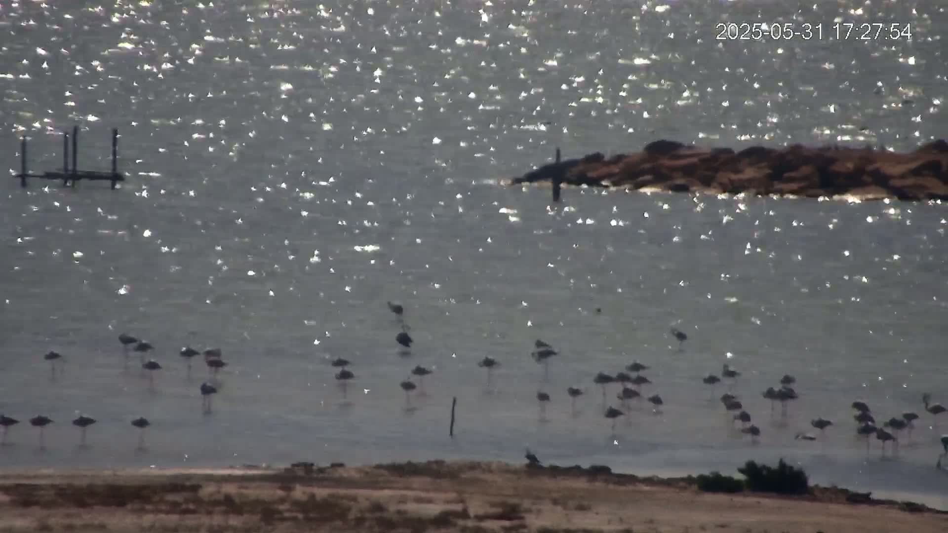A flock of dark-colored birds stands in shallow, sparkling water near a rocky shoreline and a small pier under a sunny sky.