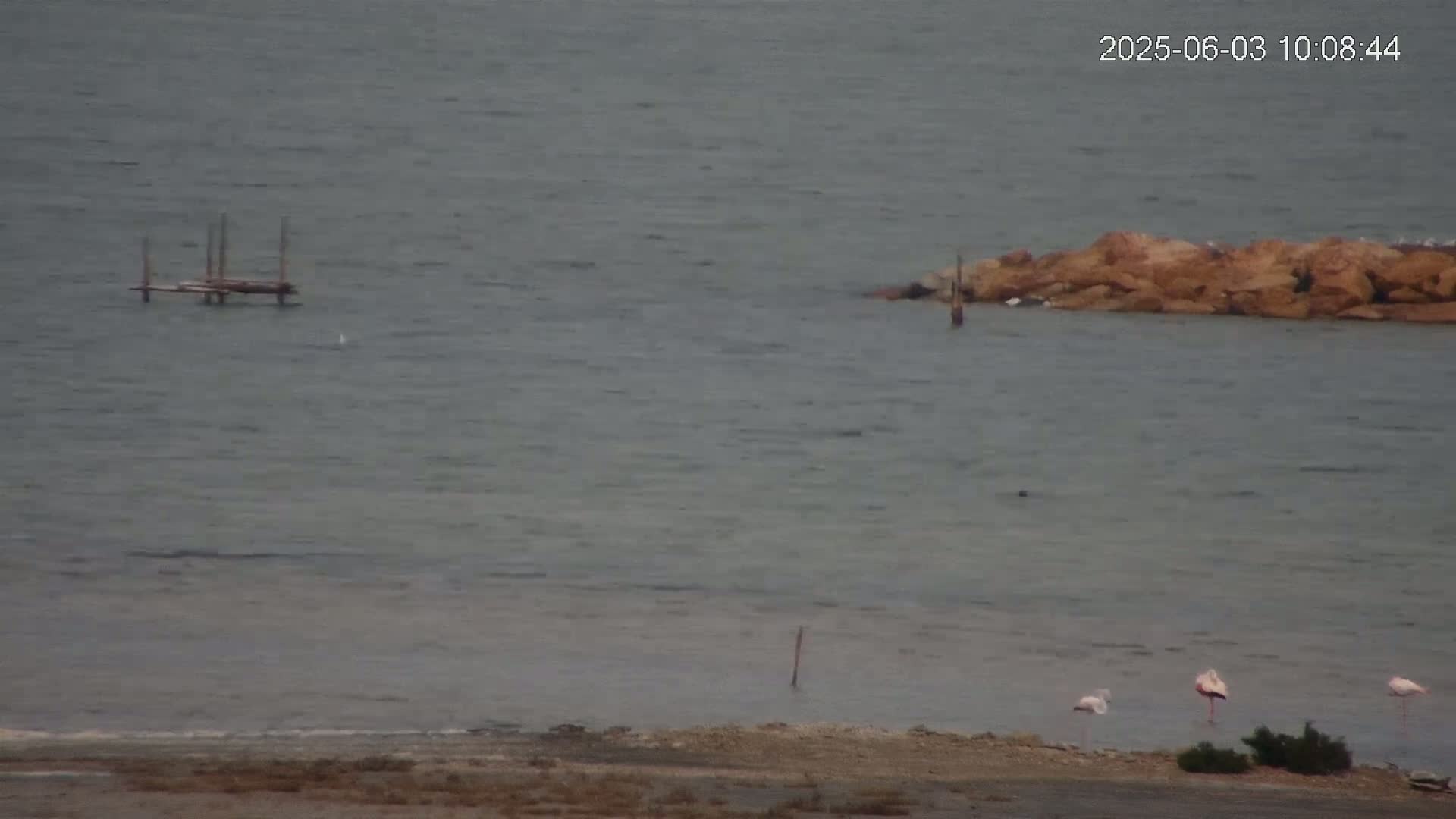 Three flamingos stand on a sandy shore next to calm, gray water containing a small wooden structure and a rocky outcrop.