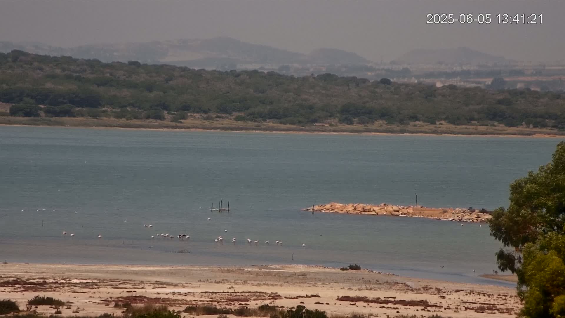 A hazy view shows a calm body of water with a few birds near a small rocky outcropping, a sandy shore, and a line of trees and hills in the background.