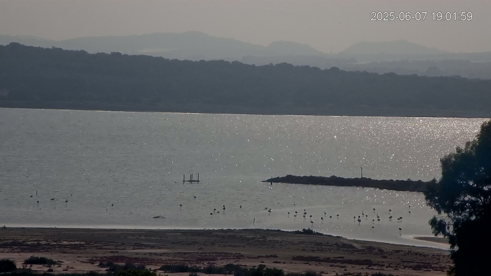 A sparkling body of water stretches to a hazy mountain range under a muted sky, with a flock of birds wading near a rocky shore.