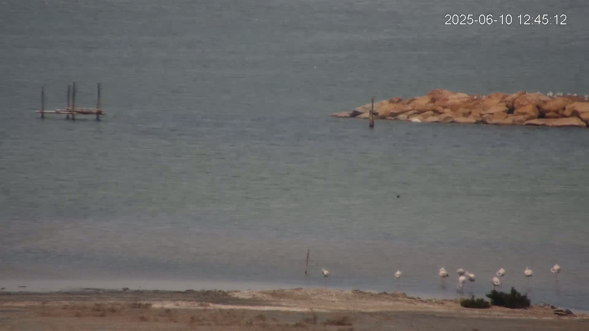 A calm, gray body of water shows a small wooden structure, a rocky outcrop, and a small flock of white birds wading near a sandy shore.
