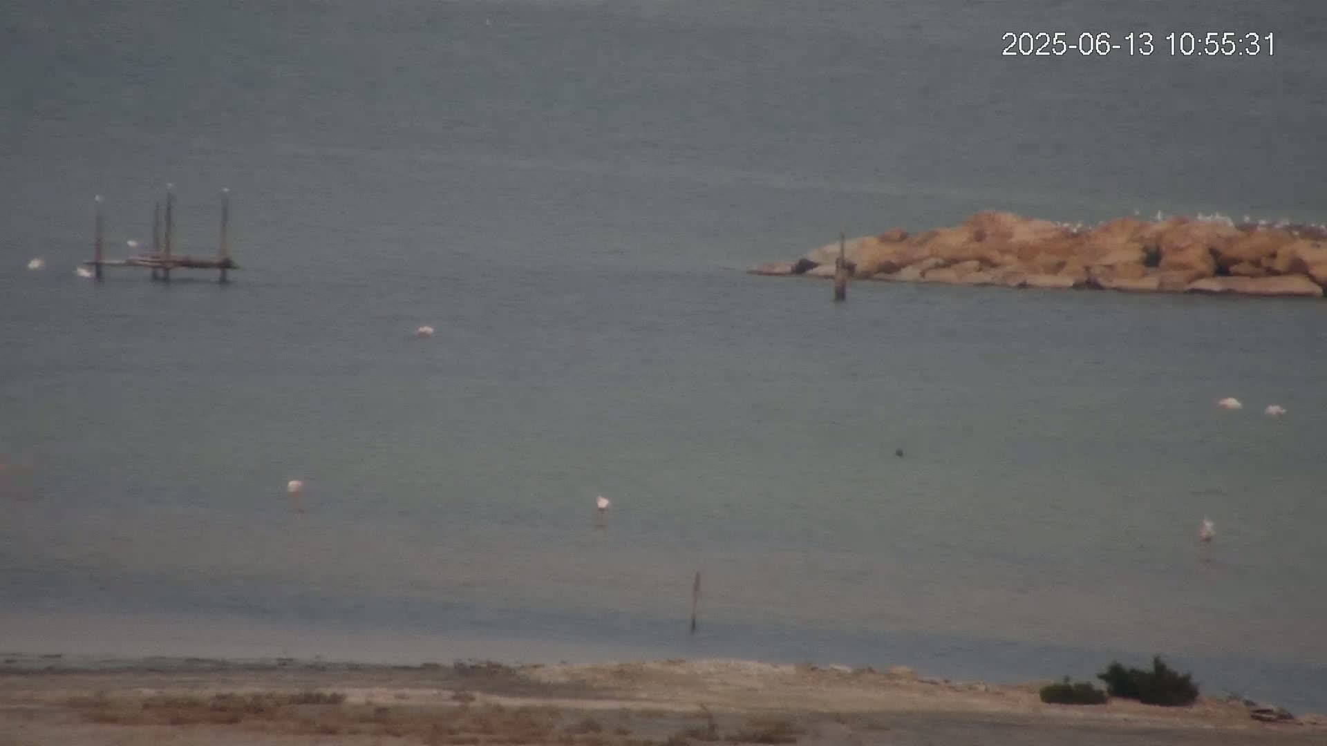 A calm body of water shows several pink flamingos and a small rocky island with birds perched on it; a wooden structure is visible further away.