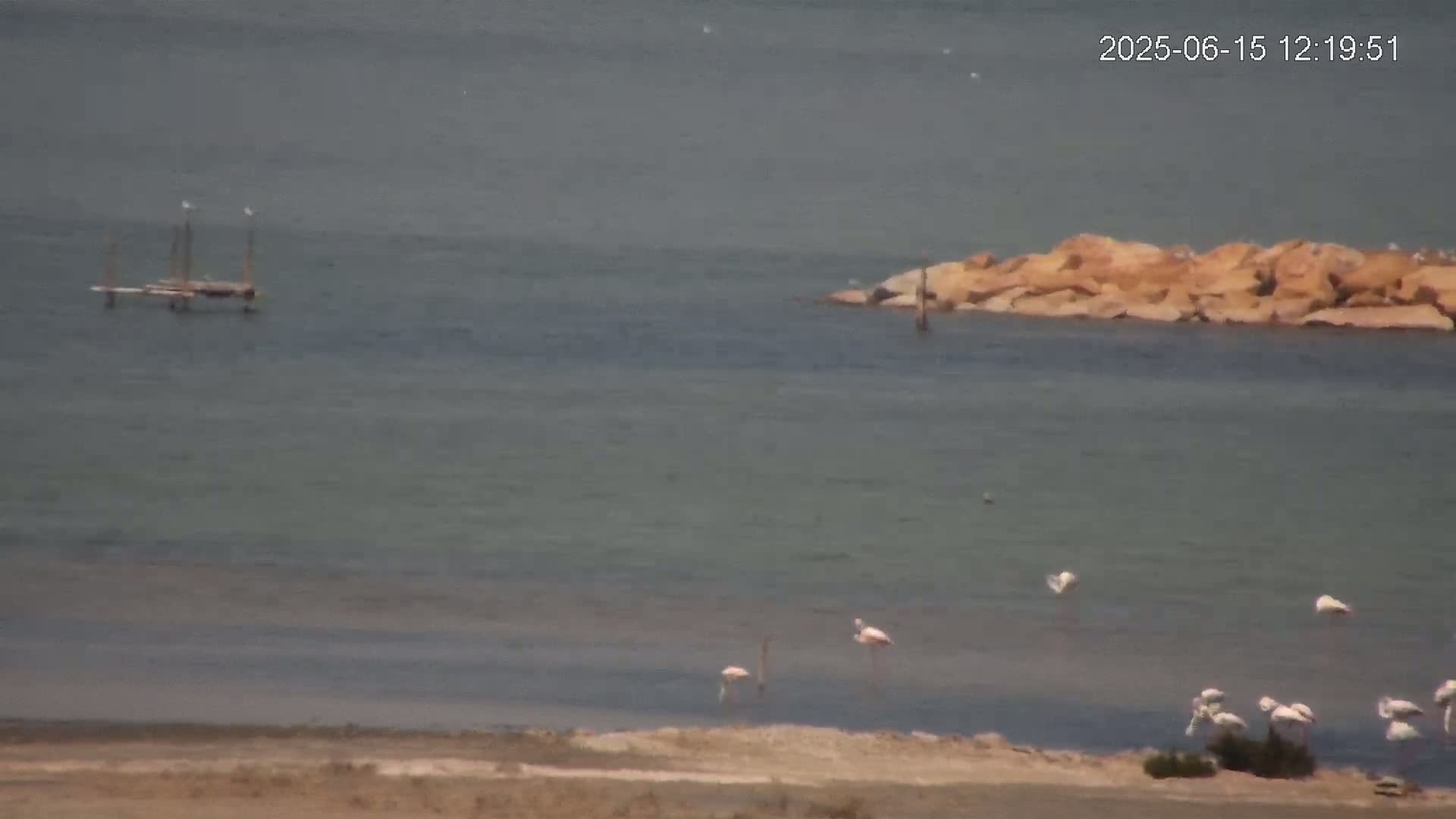 A calm body of water shows a small wooden structure, a rocky outcrop, and several flamingos wading in shallows near a sandy shore.