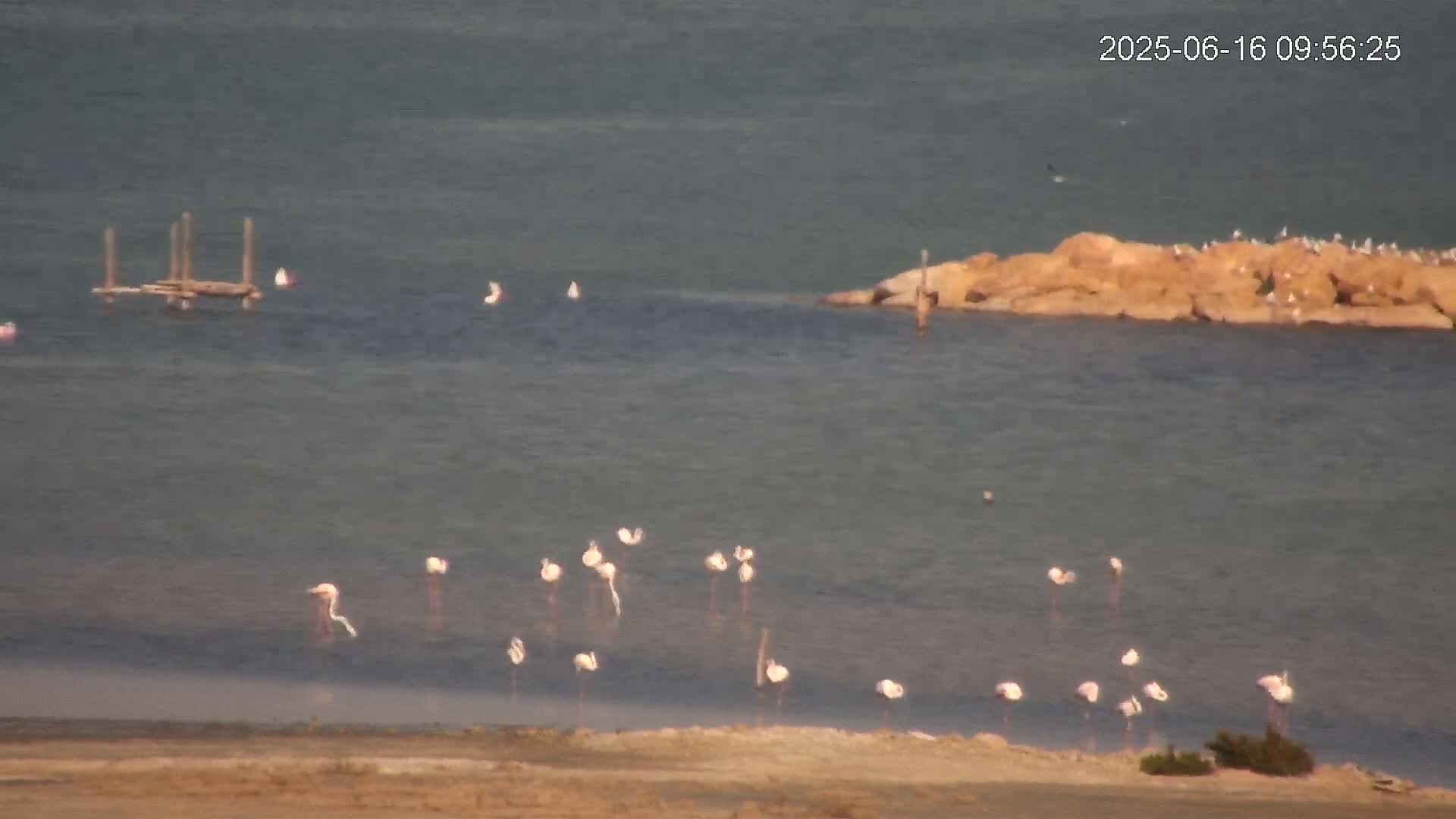 A flock of flamingos stands in calm, shallow water near a rocky outcrop populated by other birds, under a clear sky.