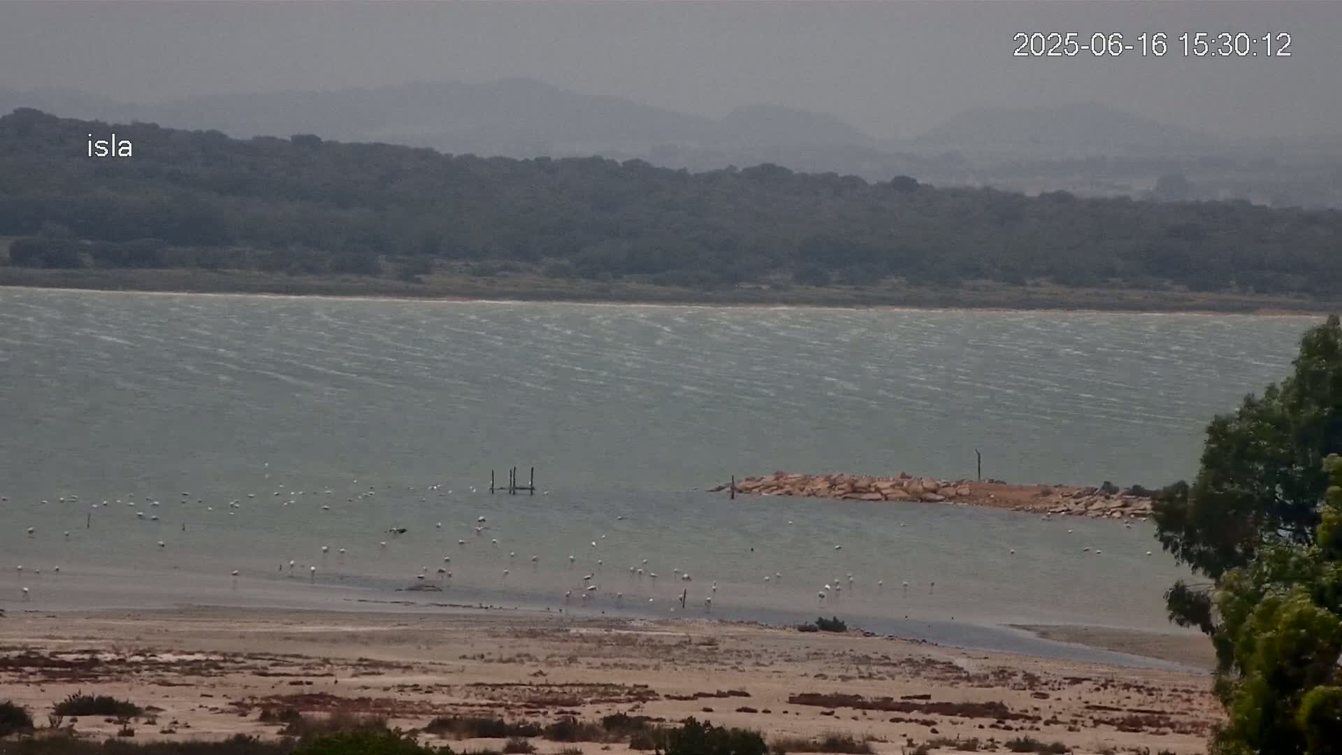 A flock of pink flamingos stands in a shallow body of water under an overcast sky, near a rocky outcrop and a line of trees.