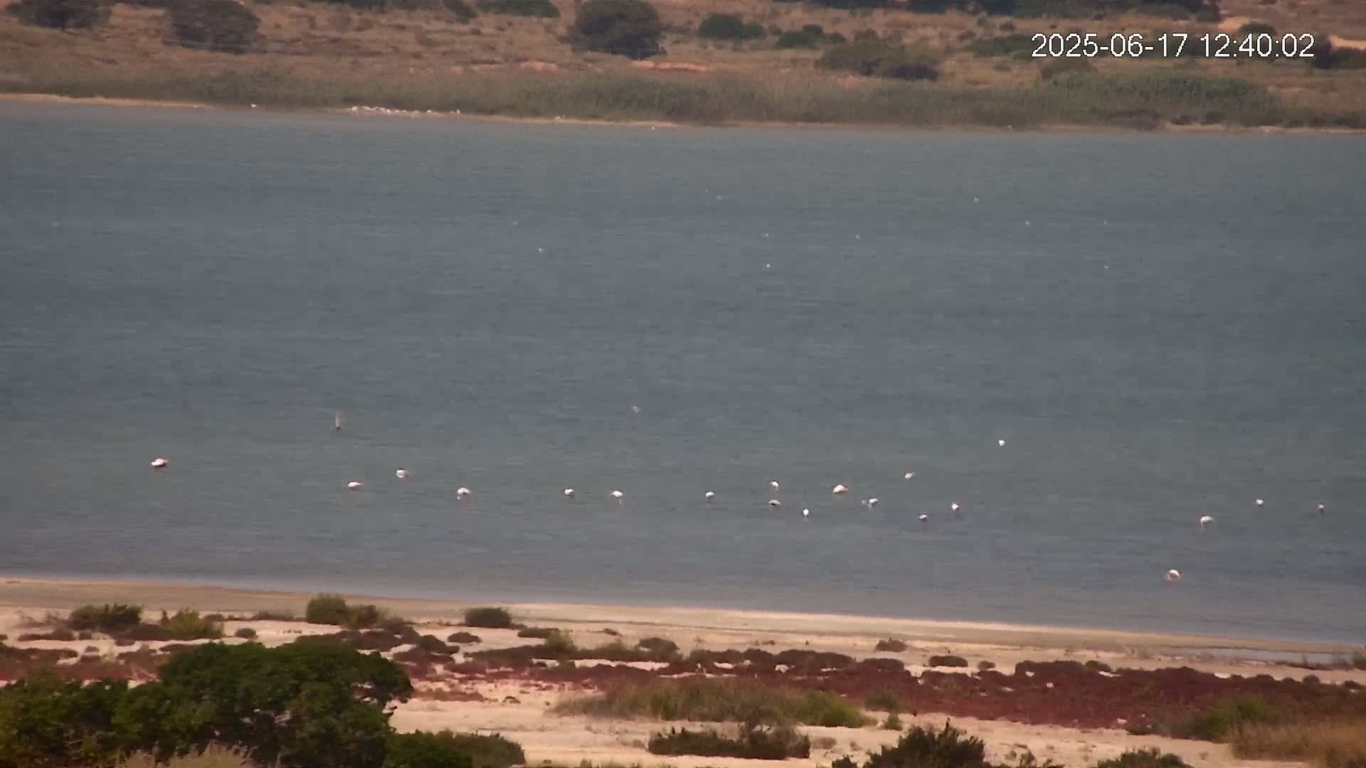 A calm body of water with a few birds on it and a sandy shore with low-lying vegetation in the foreground.
