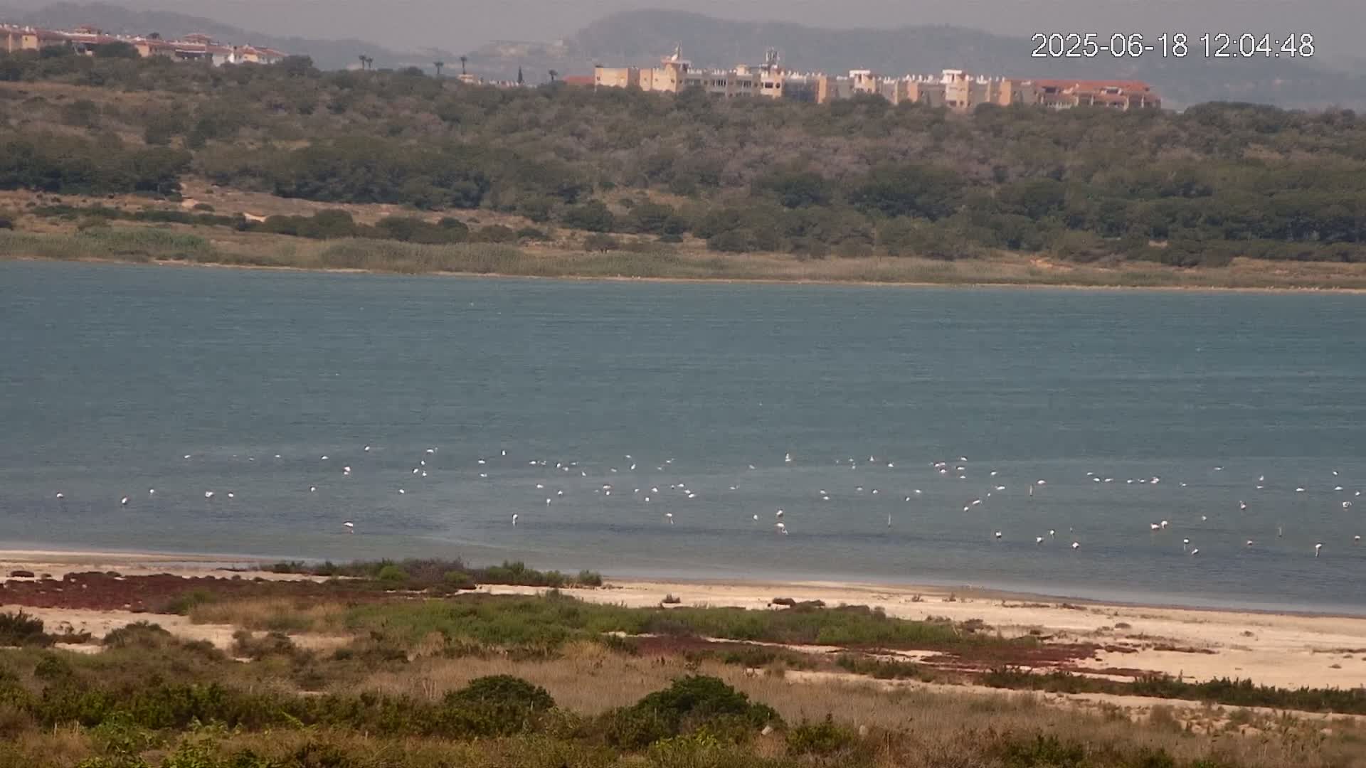 A calm body of water with numerous white birds scattered across its surface, a sandy shoreline, and a hillside with buildings in the distance under hazy conditions.