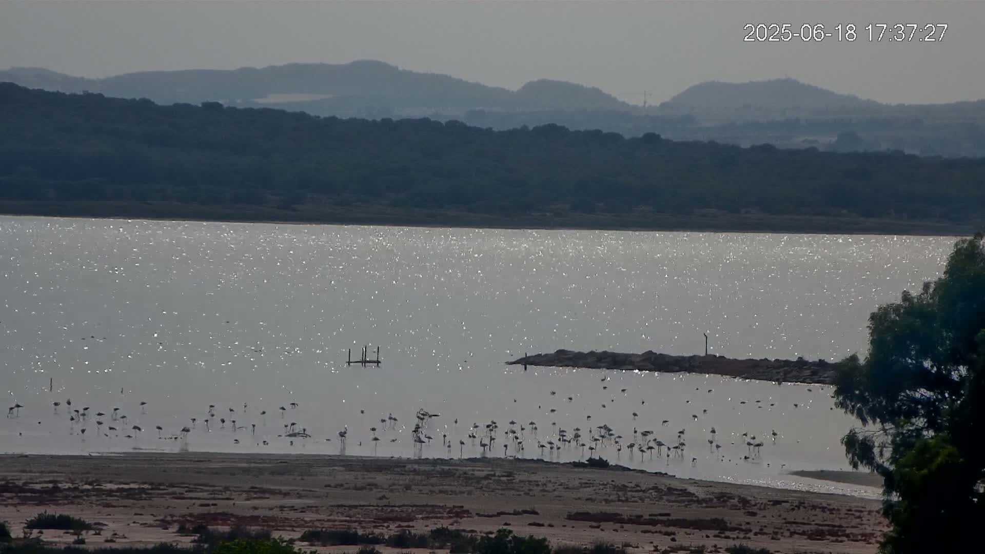 A flock of flamingos stands in a sparkling body of water, under a hazy sky, with hills in the background.