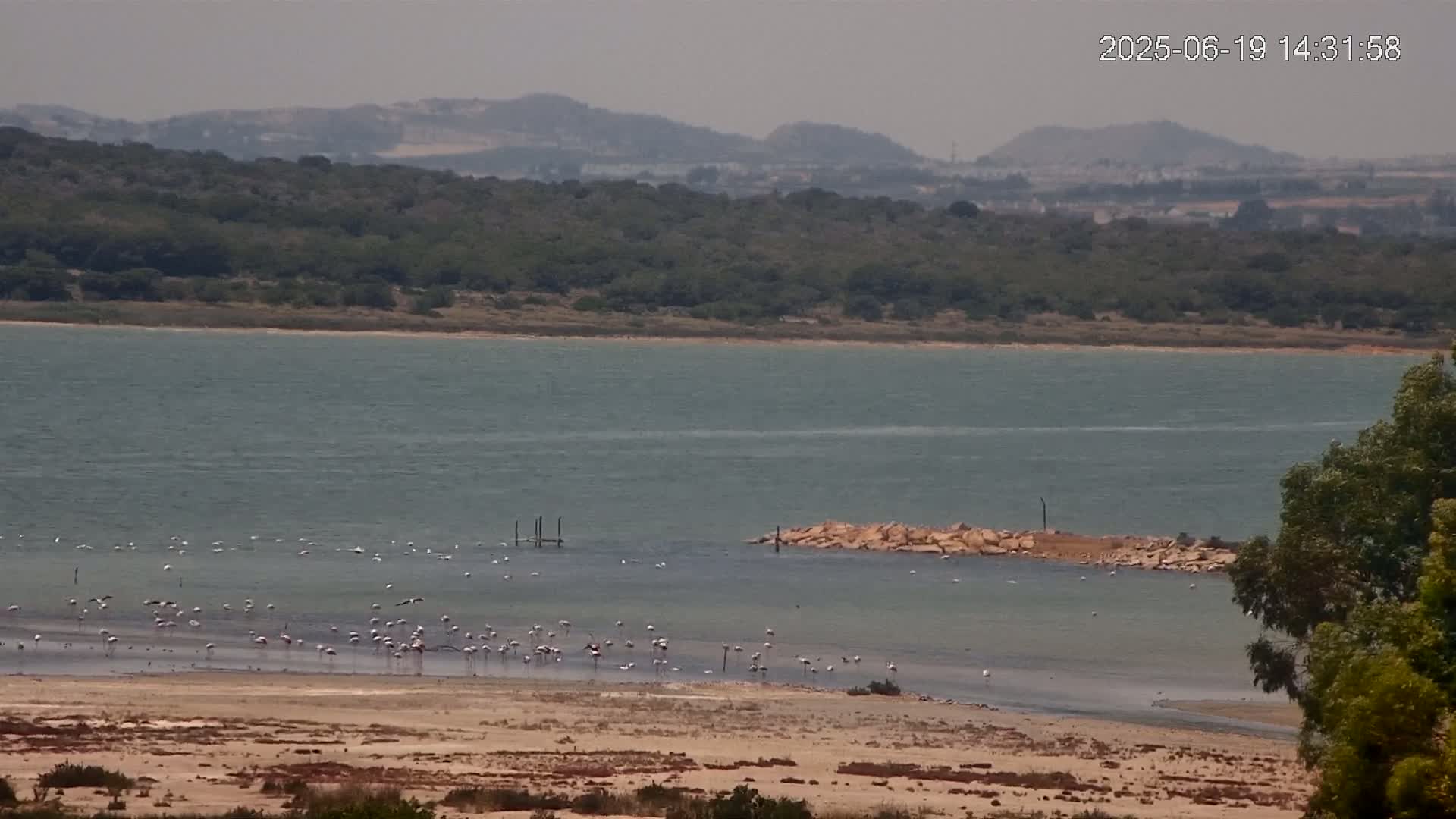 A calm, hazy body of water is partially surrounded by land with sparse vegetation and a flock of pink flamingos on the shore, under a mostly clear sky.