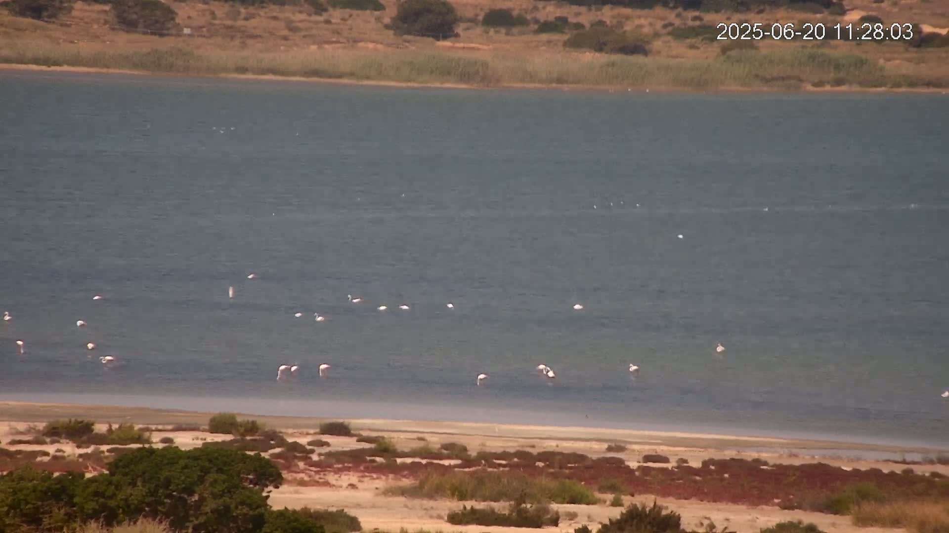 A flock of pink flamingos and other birds stand in shallow, calm water near a sandy shore backed by low-lying vegetation.