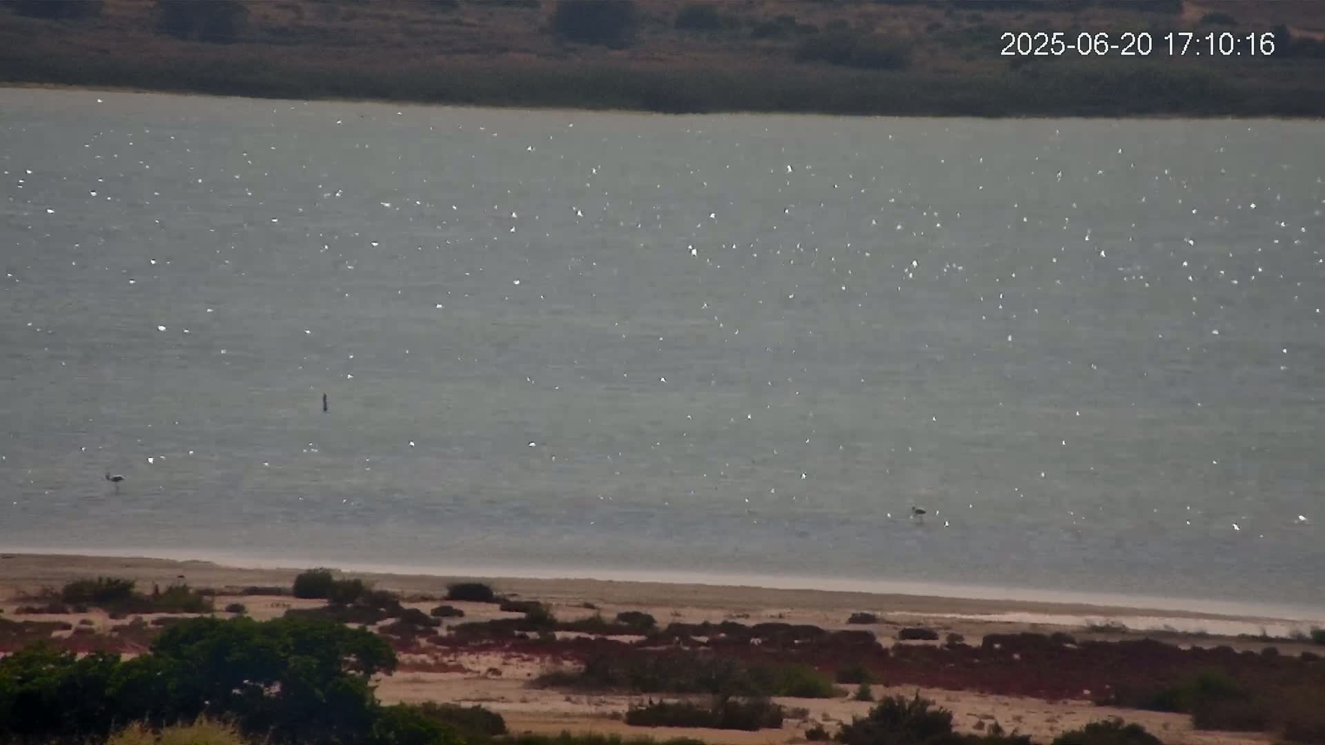 A large body of water with numerous small white birds scattered across its surface, a sandy shore, and sparse, low-lying vegetation in the foreground.