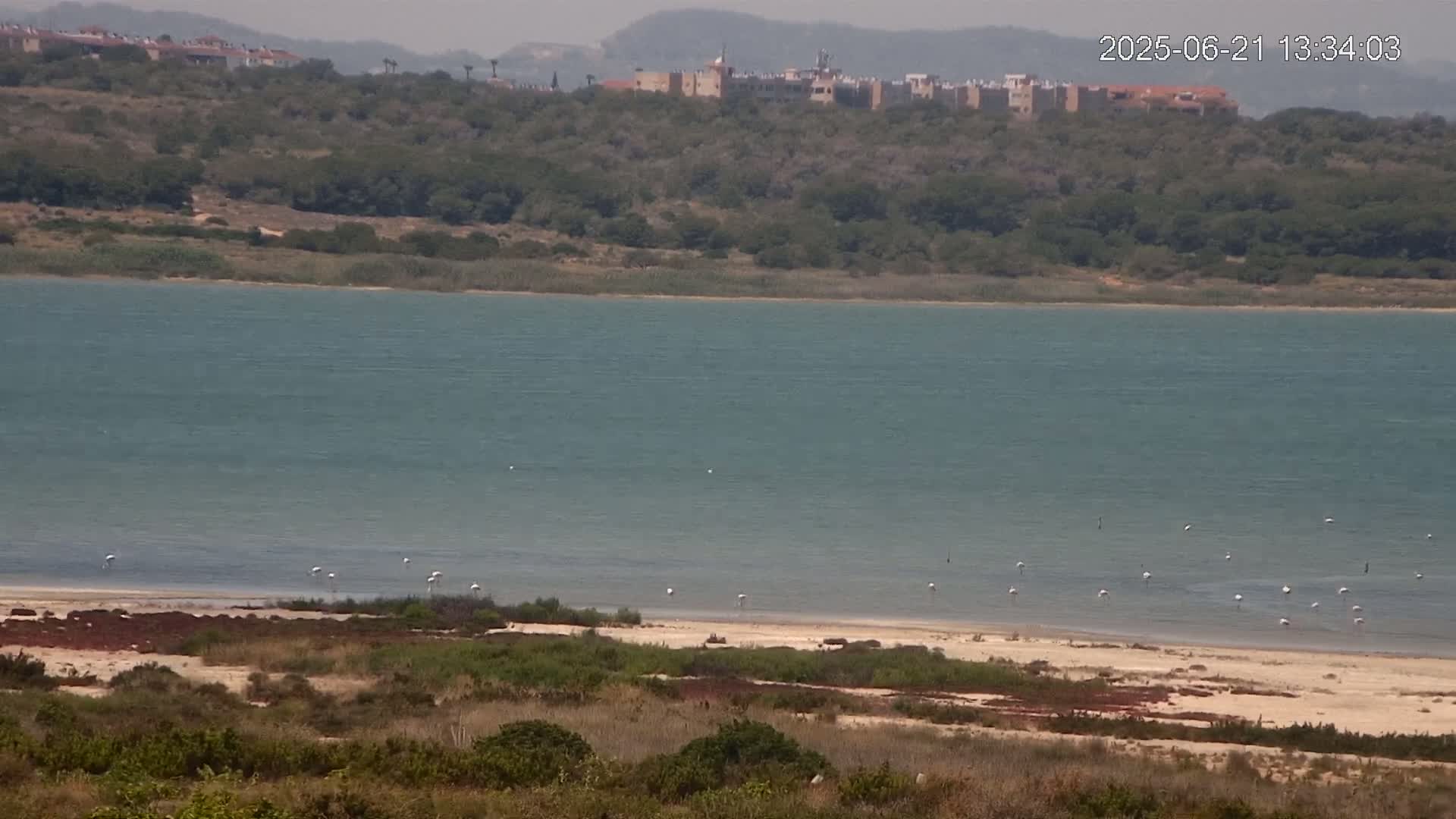 A calm, teal-colored body of water stretches to a sandy shore where several white birds wade, with a line of buildings and lush green hills visible in the background on a hazy day.