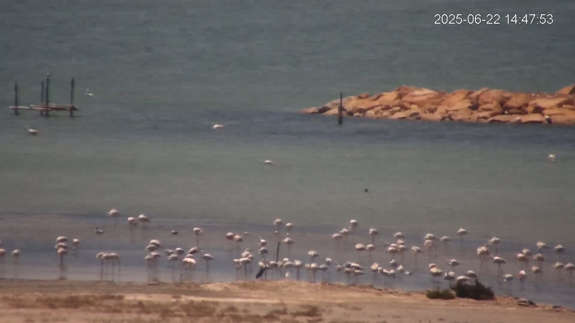 A flock of flamingos stands in shallow, calm water near a rocky shoreline on a sunny day.