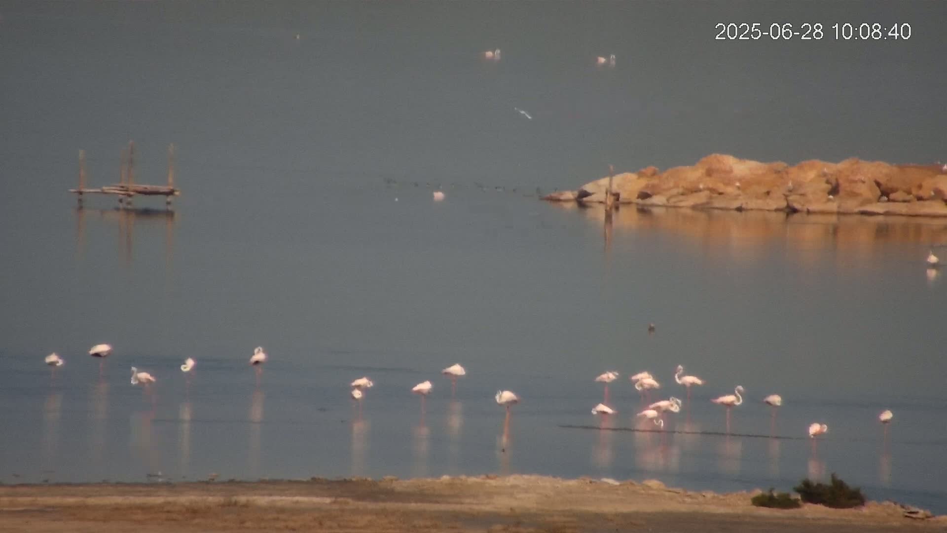 A flock of flamingos stands in calm, gray water near a small, rocky island and a simple wooden structure under a hazy sky.