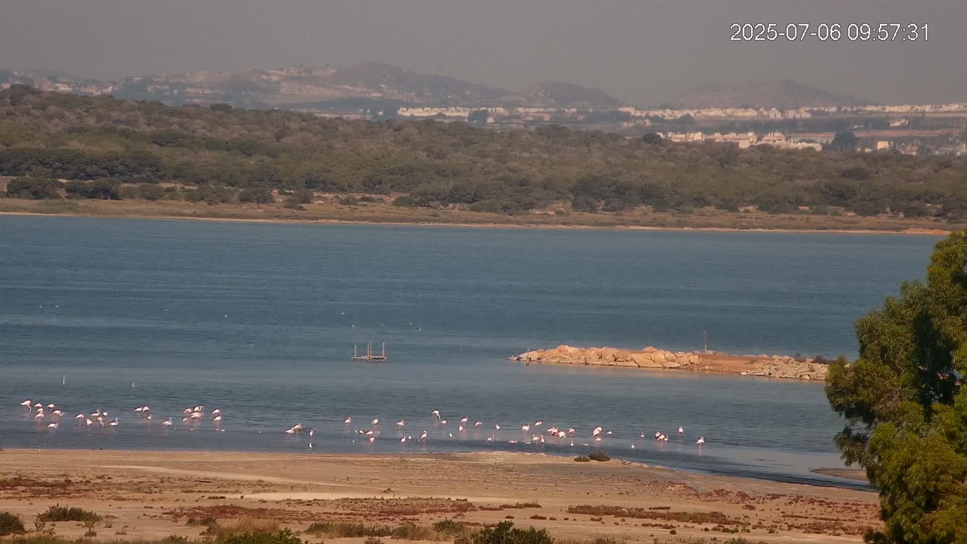 A flock of flamingos stands in shallow water near a rocky outcropping on a calm, hazy day, with a body of water extending to a distant shoreline of trees and buildings.